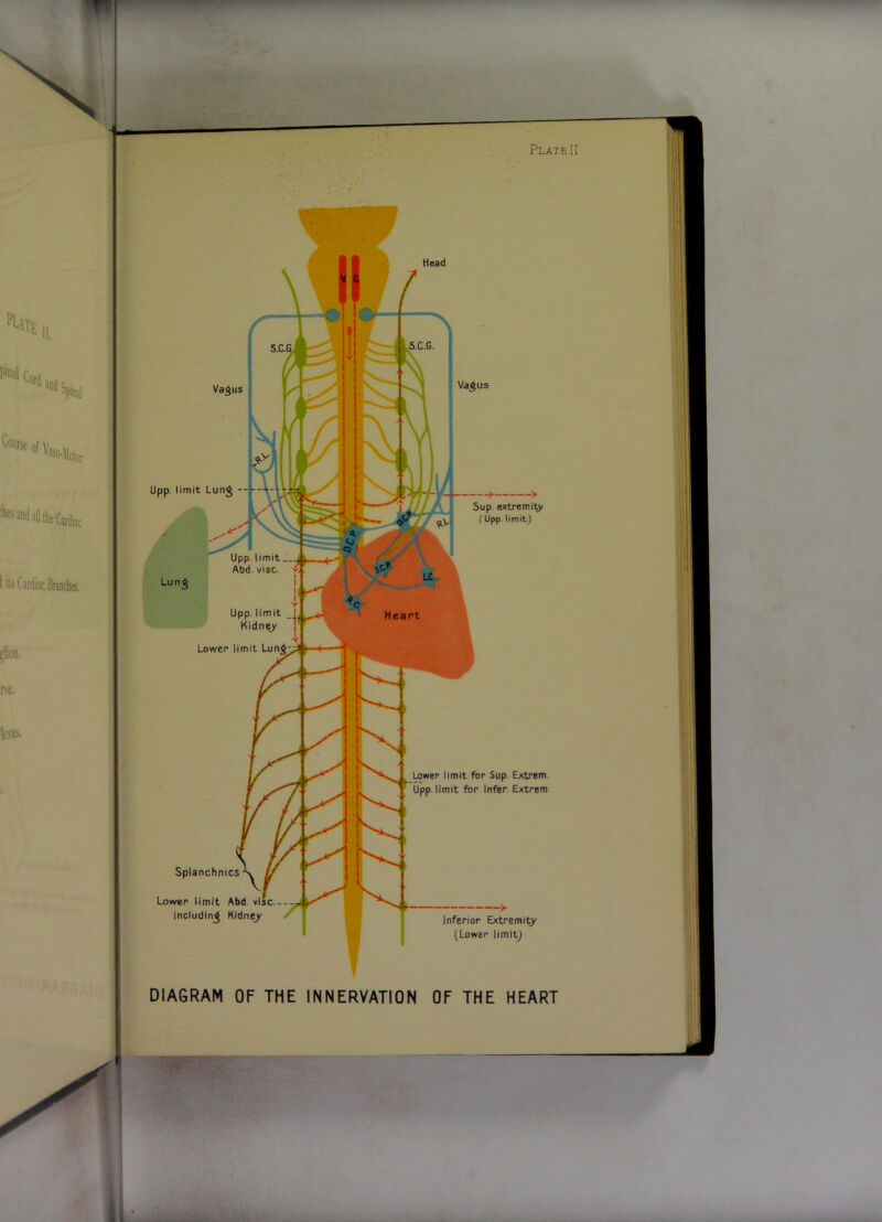 '■‘•ate II pinal Cnr^ and all the Cardiac i its Cardiac Branches, ^lion. ne. j Splanchnics Lower limit Abd. vlsc.- includinj Kidney Lower limit for Sup. EAtrem. Upp limit for Infer. Extrem. Inferior Extreml^r (Lower limitj Va^us imit Lung --j J Head S.C.G imit Abd. vise. Upp. limit _l Kidney Heart Va^us Sup. extremi^ (Upp. limit) Lower limit DIAGRAM OF THE INNERVATION OF THE HEART ii