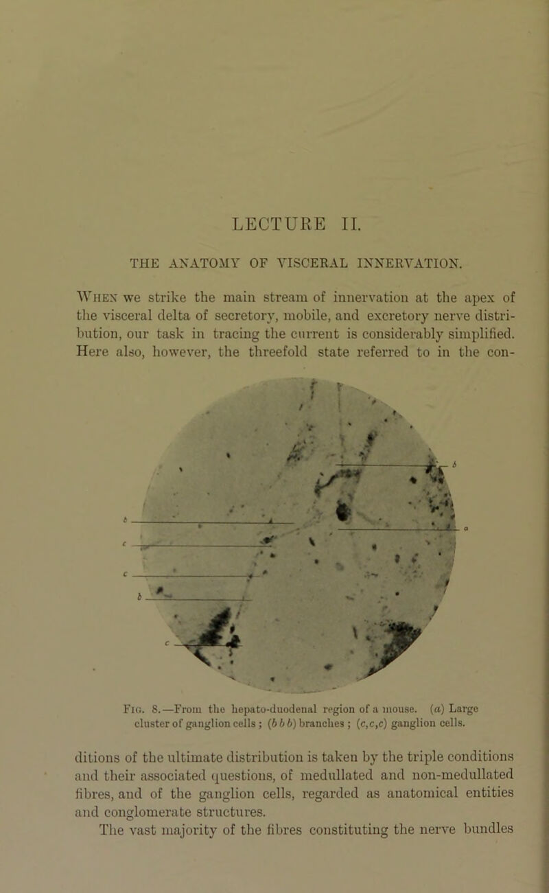 THE ANATOMY OF VISCERAL INNERVATION. When we strike the main stream of innervation at the apex of the visceral delta of secretory, mobile, and excretory nerve distri- bution, our task in tracing the current is considerably simplified. Here also, however, the threefold state referred to in the con- Fig. 8.—From the hepato-duodenal region of a mouse, (a) Large cluster of ganglion cells ; (666) branches ; (c,c,c) ganglion cells. dilions of the ultimate distribution is taken by the triple conditions and their associated questions, of medullated and non-medullated fibres, and of the ganglion cells, regarded as anatomical entities and conglomerate structures. The vast majority of the fibres constituting the nerve bundles