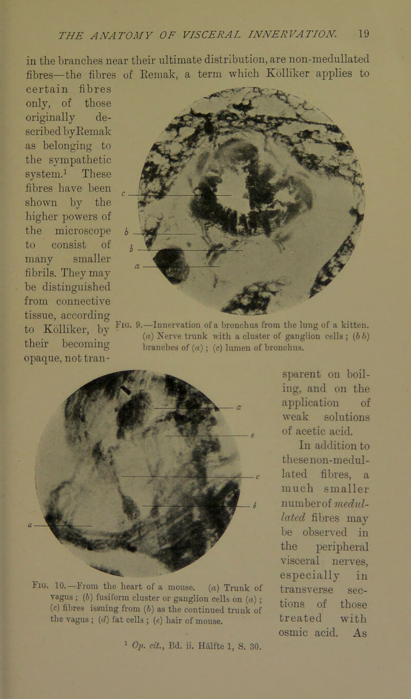 in the branches near their ultimate distribution, are non-medullated fibres—the fibres of Bemak, a term which Kolliker applies to certain fibres only, of those originally de- scribed by Bemak as belonging to the sympathetic system.1 These fibres have been shown by the higher powers of the microscope to consist of many smaller fibrils. They may be distinguished from connective tissue, according to Kolliker, by their becoming opaque, not tran- Fig. 9.—Innervation of a bronchus from the lung of a kitten, (a) Nerve trunk with a cluster of ganglion cells ; (bb) branches of (a); (c) lumen of bronchus. Fig. 10.—From the heart of a mouse, (a) Trunk of vagus ; (6) fusiform cluster or ganglion cells on (a); (c) fibres issuing from (b) as the continued trunk of the vagus ; (d) fat cells ; (c) hair of mouse. sparent on boil- ing, and on the application of weak solutions of acetic acid. In addition to these non-medul- la ted fibres, a much smaller numberof mcdul- lat eel fibres may be observed in the peripheral visceral nerves, especially in transverse sec- tions of those treated with osmic acid. As 1 Op. cit., Bd. ii. Hiilfte 1, S. 30.