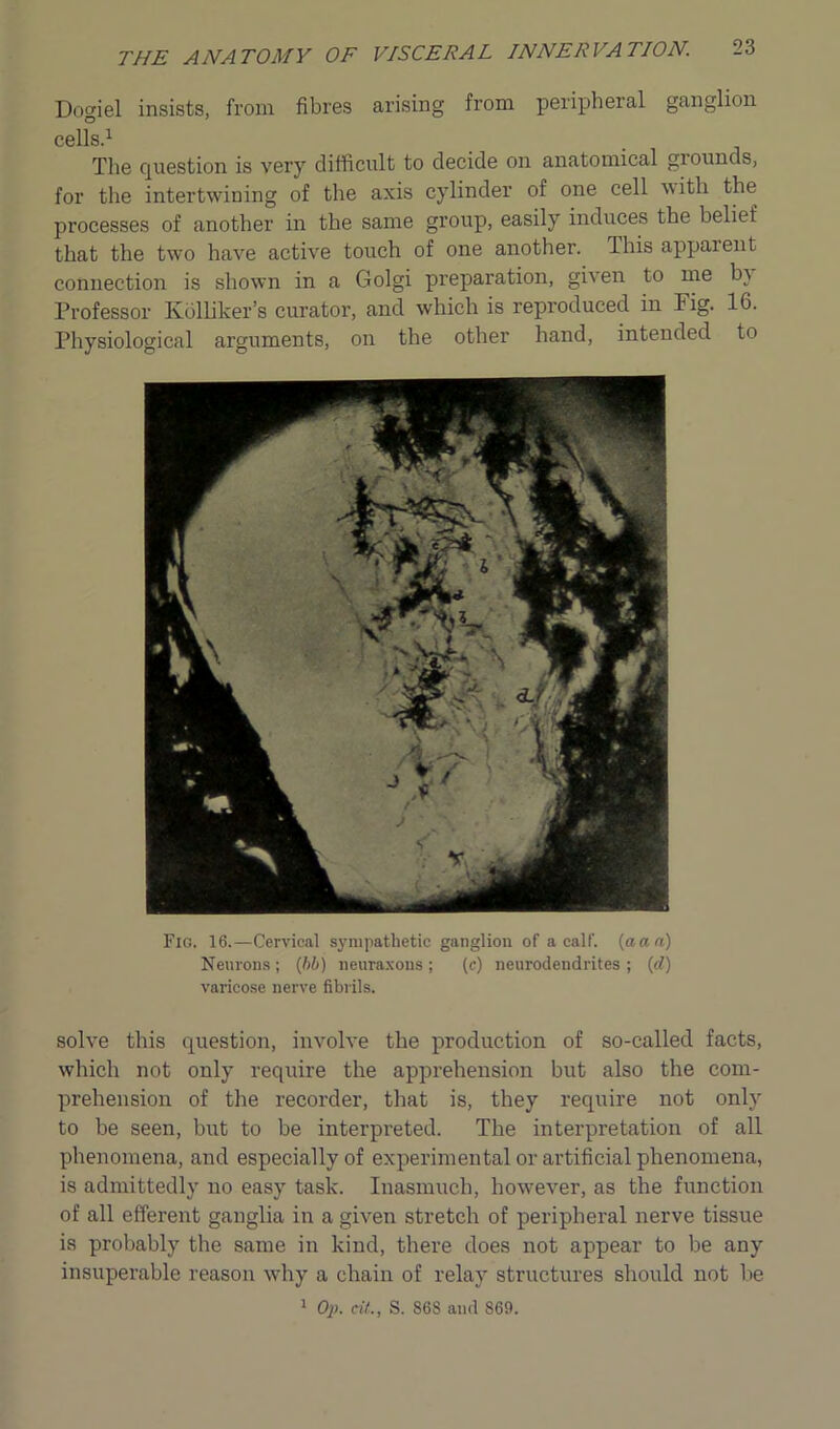 THE A NA TO M Y OF VIS CERA L INNER VATI ON. 2 3 Dogiel insists, from fibres arising from peripheral ganglion cells ^ The question is very difficult to decide on anatomical giounds, for the intertwining of the axis cylinder of one cell with the processes of another in the same group, easily induces the belief that the two have active touch of one another. This apparent connection is shown in a Golgi preparation, given to me b} Professor Kblliker’s curator, and which is reproduced in Fig. 16. Physiological arguments, on the other hand, intended to Fig. 16.—Cervical sympathetic ganglion of a calf. (aan) Neurons ; (lib) neuraxous ; (c) neurodendrites ; (d) varicose nerve fibrils. solve this question, involve the production of so-called facts, which not only require the apprehension but also the com- prehension of the recorder, that is, they require not only to be seen, but to be interpreted. The interpretation of all phenomena, and especially of experimental or artificial phenomena, is admittedly no easy task. Inasmuch, however, as the function of all efferent ganglia in a given stretch of peripheral nerve tissue is probably the same in kind, there does not appear to be any insuperable reason why a chain of relay structures should not be