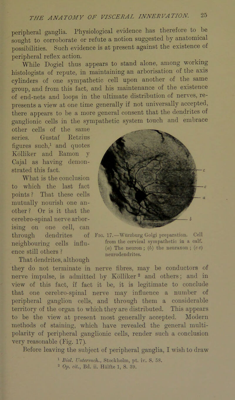 peripheral ganglia. Physiological evidence has therefore to be sought to corroborate or refute a notion suggested by anatomical possibilities. Such evidence is at present against the existence of peripheral reflex action. While Dogiel thus appears to stand alone, among working histologists of repute, in maintaining an arborisation of the axis cylinders of one sympathetic cell upon another of the same group, and from this fact, and his maintenance of the existence of end-nets and loops in the ultimate distribution of nerves, re- presents a view at one time generally if not universally accepted, there appears to be a more general consent that the dendrites of ganglionic cells in the sympathetic system touch and embrace other cells of the same series. Gustaf Retzius figures such,1 and quotes Kolliker and Ramon y Cajal as having demon- strated this fact. What is the conclusion to which the last fact points ? That these cells mutually nourish one an- other ? Or is it that the cerebro-spinal nerve arbor- ising on one cell, can through dendrites of neighbouring cells influ- ence still others ? That dendrites, although they do not terminate in nerve impulse, is admitted by Kolliker2 and others; and in view of this fact, if fact it be, it is legitimate to conclude that one cerebro-spinal nerve may influence a number of peripheral ganglion cells, and through them a considerable territory of the organ to which they are distributed. This appears to be the view at present most generally accepted. Modern methods of staining, which have revealed the general multi- polarity of peripheral ganglionic cells, render such a conclusion very reasonable (Fig. 17). Before leaving the subject of peripheral ganglia, I wish to draw 1 Biol. Untersuch., Stockholm, pt. iv. S. 58. 2 Op. tit., Bd. ii. Halfte 1, S. 39. Fig. 17.—Wurzburg Golgi preparation. Cell from the cervical sympathetic in a calf. («) The neuron; (b) the neuraxon ; (c c) neurodendrites. nerve fibres, may be conductors of