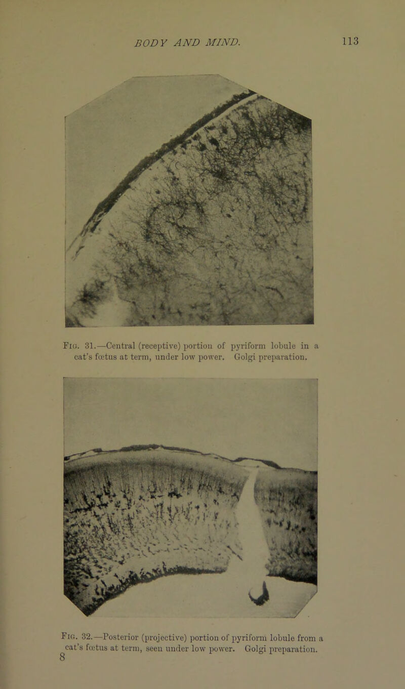 Flu. 31.—Central (receptive) portion of pyriform lobule in a cat’s fcetus at term, under low power. Golgi preparation. Fig. 32.—Posterior (projective) portion of pyriform lobule from a cat’s fcetus at term, seen under low power. Golgi preparation.