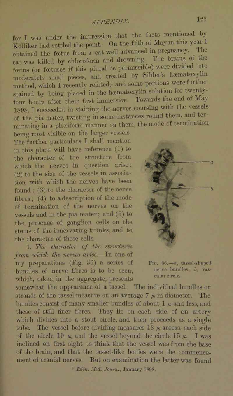 for I was under the impression that the facts mentioned by Kolliker had settled the point. On the fifth of May in tbs year I obtained the foetus from a cat well advanced in pregnancy. ie cat was killed by chloroform and drowning. The brains of the foetus (or foetuses if this plural be permissible) were divided into moderately small pieces, and treated by Sihler’s haematoxylm method, which I recently related,1 and some portions were further stained by being placed in the haematoxylm solution for twenty- four hours after their first immersion. Towards the end of May 1898, I succeeded in staining the nerves coursing with the vessels of the pia mater, twisting in some instances round them, and tei- minating in a plexiform manner on them, the mode of termination being most visible on the larger vessels. The further particulars I shall mention in this place will have reference (1) to the character of the structure from which the nerves in question arise; (2) to the size of the vessels in associa- tion with which the nerves have been found ; (3) to the character of the nerve fibres; (4) to a description of the mode of termination of the nerves on the vessels and in the pia mater; and (5) to the presence of ganglion cells on the stems of the innervating trunks, and to the character of these cells. 1. The character of the structures from which the nerves arise.—In one of my preparations (Fig. 36) a series of bundles of nerve fibres is to be seen, which, taken in the aggregate, presents somewhat the appearance of a tassel. The individual bundles or strands of the tassel measure on an average 7 /x in diameter. The bundles consist of many smaller bundles of about 1 /x and less, and these of still finer fibres. They lie on each side of an artery which divides into a stout circle, and then proceeds as a single tube. The vessel before dividing measures 18 /x across, each side of the circle 10 /x, and the vessel beyond the circle 15 /x. I was inclined on first sight to think that the vessel was from the base of the brain, and that the tassel-like bodies were the commence- ment of cranial nerves. But on examination the latter was found 1 Ed in. Med. Journ., January 1898. Fig. 36.—a, tassel-shaped nerve bundles; b, vas- cular circle.