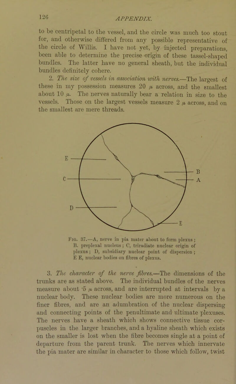 12G to be centripetal to the vessel, and the circle was much too stout for, and otherwise differed from any possible representative of the circle of Willis. I have not yet, by injected preparations, been able to determine the precise origin of these tassel-shaped bundles. The latter have no general sheath, but the individual bundles definitely cohere. 2. The size of vessels in association with nerves.—The largest of these in my possession measures 20 /x across, and the smallest about 10 /x. The nerves naturally bear a relation in size to the vessels. Those on the largest vessels measure 2 /x across, and on the smallest are mere threads. Fig. 37.—A, nerve in pia mater about to form plexus; B. preplexal nucleus ; C, triradiate nuclear origin of plexus ; D, subsidiary nuclear point of dispersion ; E E, nuclear bodies on fibres of plexus. 3. The character of the nerve fibres.—The dimensions of the trunks are as stated above. The individual bundles of the nerves measure about '5 /x across, and are interrupted at intervals by a nuclear body. These nuclear bodies are more numerous on the finer fibres, and are an adumbration of the nuclear dispersing and connecting points of the penultimate and ultimate plexuses. The nerves have a sheath which shows connective tissue cor- puscles in the larger brandies, and a hyaline sheath which exists on the smaller is lost when the fibre becomes single at a point of departure from the parent trunk. The nerves which innervate the pia mater are similar in character to those which follow, twist