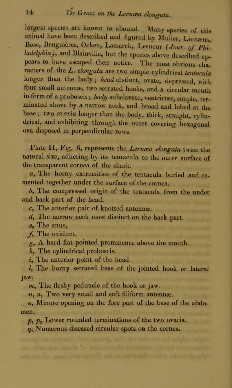 14 Dr Grant on the Lerncea dongata. largest species are known to abound. Many species of this animal have been described and figured by Muller, Linnaeus, Bose, Bruguieres, Ocken, Lamarck, Lesueur (Jour, of Phi ladelphia), and Blainville, but the species above described ap- pears to have escaped their notice. The most obvious ch^ racters of the L. dongata are two simple cylindrical tentacula longer than the body; head distinct, ovate, depressed, with four small antennae, two serrated hooks, and a circular mouth in foim of a proboscis; body subclavate, ventricose, simple, ter- minated above by a narrow neck, and broad and lobed at the base; two ovaria longer than the body, thick, straight, cylin- drical, and exhibiting through the outer covering hexagonal ova disposed in perpendicular rows. Plate II, Fig. 5, represents the Lerncea dmgaia twice the natural size, adhering by its teniacula to the outer surface of the transparent cornea of the shark. а. The horny extremities of the tentacula buried and ce- mented together under the surface of the cornea. б, The compressed origin of the tentacula from the under and back part of the head. c. The anterior pair of knotted antennse. d. The narrow neck most distinct on the back part. e. The anus, f The oviduct. g, A hard flat pointed prominence above the mouth. 4, The cylindrical proboscis. i. The anterior point of the head. Z, The horny serrated base of the jointed hook or lateral jaw. w, The fleshy peduncle of the hook or jaw. w, w. Two very small and soft filiform antennae. o. Minute opening on the fore part of the base of the abdo- men. j?, p. Lower rounded terminations of the two ovaria.