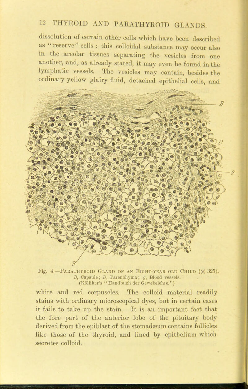 dissolution of certain other cells which have been described as reserve cells : this colloidal substance may occur also in the areolar tissues separating the vesicles from one another, and, as already stated, it may even be found in the lymphatic vessels. The vesicles may contain, besides the ordinary yellow glairy fluid, detached epithelial cells, and Fig. 4.—Parathyhoid Gland of an Eight-year old Child (X 325). B, Capsule; 7), Parencliyuin; g. Blood vessel.s. (KoUikor's  Handbiich der Gewebelehie.) white and red corpuscles. The colloid material readily stains with ordinary microscopical dyes, but in certain cases it fails to take uj) the stain. It is an important fact that the fore part of the anterior lobe of the pituitary body derived from the epiblast of the stomadaBum contains follicles like those of the thyroid, and lined by epithelium which secretes colloid.