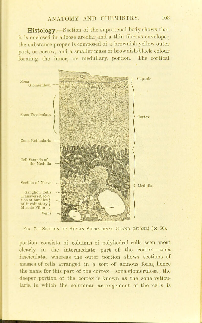 Histology.—Section of the suprarenal body shows that it is enclosed in a loose areolar and a thin fibrous envelope ; the substance proper is composed of a brownish-yellow outer part, or cortex, and a smaller mass of brownish-black colour forming tlie inner, or medullary, portion. The cortical Zona Glomerulosa Zona Fasciculata Zona Reticularis - Cell Strands of the Medulla —I Section of Nerve —£j Ganglion Cells — TransverseSec-'^ tion of bundles f of involuntary f Muscle Fibre J Veins Medulla Fig. 7.—Section of Human Supharenal Gland (Stohr) (X 50). portion consists of columns of polyhedral cells seen most clearly in the intei-mediate part of the cortex—zona fasciculata, whereas the outer portion shows sections of masses of cells arranged in a sort of acinous form, hence the name for this part of the cortex—zona glomerulosa; the deeper portion of the coi'tex is known as the zona reticu- lari.s, in which the columnar arrangement of the cells is