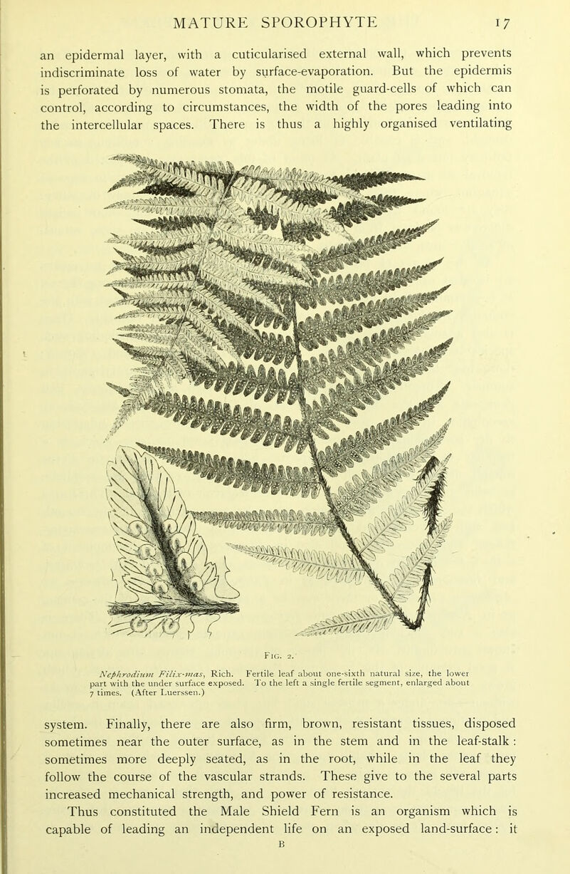 an epidermal layer, with a cuticularised external wall, which prevents indiscriminate loss of water by surface-evaporation. But the epidermis is perforated by numerous stomata, the motile guard-cells of which can control, according to circumstances, the width of the pores leading into the intercellular spaces. There is thus a highly organised ventilating Fig. 2. Nephrodium Filix-nias, Rich. Fertile leaf about one-sixth natural size, the lower part with the under surface exposed. To the left a single fertile segment, enlarged about 7 times. (After Luerssen.) system. Finally, there are also firm, brown, resistant tissues, disposed sometimes near the outer surface, as in the stem and in the leaf-stalk : sometimes more deeply seated, as in the root, while in the leaf they follow the course of the vascular strands. These give to the several parts increased mechanical strength, and power of resistance. Thus constituted the Male Shield Fern is an organism which is capable of leading an independent life on an exposed land-surface: it B