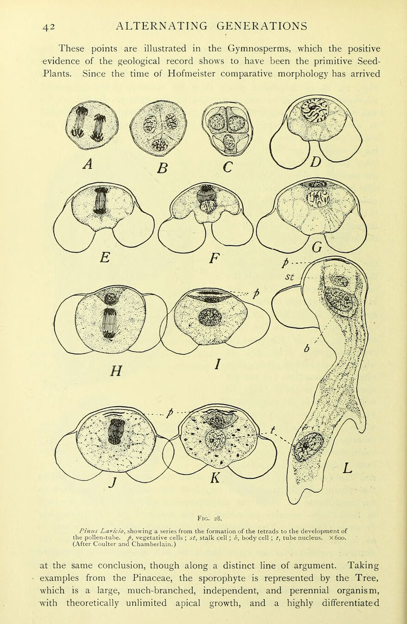 These points are illustrated in the Gymnosperms, which the positive evidence of the geological record shows to have been the primitive Seed- Plants. Since the time of Hofmeister comparative morphology has arrived Fig. 28. Finns Laricio, showing a series from the formation of the tetrads to the development of the pollen-tube, p, vegetative cells ; si, stalk cell ; b, body cell ; t, tube nucleus. X600. (After Coulter and Chamberlain.) at the same conclusion, though along a distinct line of argument. Taking examples from the Pinaceae, the sporophyte is represented by the Tree, which is a large, much-branched, independent, and perennial organism, with theoretically unlimited apical growth, and a highly differentiated