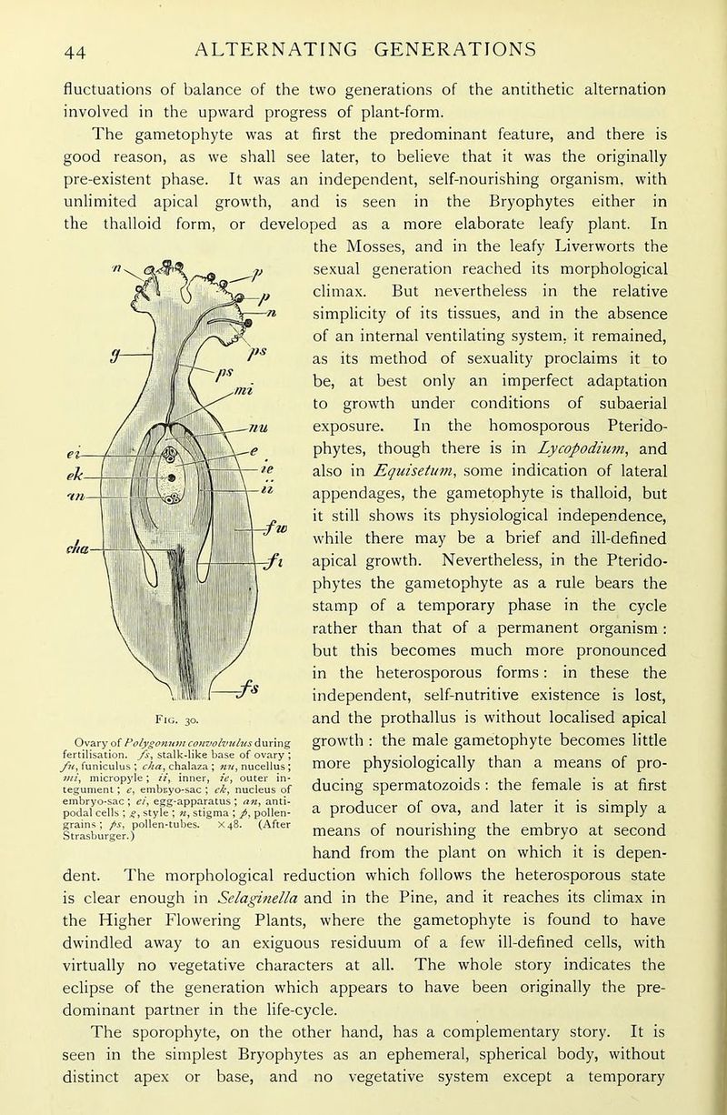 fluctuations of balance of the two generations of the antithetic alternation involved in the upward progress of plant-form. The gametophyte was at first the predominant feature, and there is good reason, as we shall see later, to believe that it was the originally pre-existent phase. It was an independent, self-nourishing organism, with unlimited apical growth, and is seen in the Bryophytes either in the thalloid form, or developed as a more elaborate leafy plant. In the Mosses, and in the leafy Liverworts the sexual generation reached its morphological climax. But nevertheless in the relative simplicity of its tissues, and in the absence of an internal ventilating system, it remained, as its method of sexuality proclaims it to be, at best only an imperfect adaptation to growth under conditions of subaerial exposure. In the homosporous Pterido- phytes, though there is in Lycopodium, and also in Equisetum, some indication of lateral appendages, the gametophyte is thalloid, but it still shows its physiological independence, while there may be a brief and ill-defined apical growth. Nevertheless, in the Pterido- phytes the gametophyte as a rule bears the stamp of a temporary phase in the cycle rather than that of a permanent organism : but this becomes much more pronounced in the heterosporous forms: in these the independent, self-nutritive existence is lost, and the prothallus is without localised apical growth : the male gametophyte becomes little more physiologically than a means of pro- ducing spermatozoids : the female is at first a producer of ova, and later it is simply a means of nourishing the embryo at second hand from the plant on which it is depen- dent. The morphological reduction which follows the heterosporous state is clear enough in Selagitiella and in the Pine, and it reaches its climax in the Higher Flowering Plants, where the gametophyte is found to have dwindled away to an exiguous residuum of a few ill-defined cells, with virtually no vegetative characters at all. The w'hole story indicates the eclipse of the generation which appears to have been originally the pre- dominant partner in the life-cycle. The sporophyte, on the other hand, has a complementary story. It is seen in the simplest Bryophytes as an ephemeral, spherical body, without distinct apex or base, and no vegetative system except a temporary Fig. 30. Ovary of Polygonum convolvulus during fertilisation, fs, stalk-like base of ovary ; fit, funiculus ; cha, chalaza ; nit, nucellus ; mi, micropyle; ii, inner, ie, outer in- tegument ; e, embr.yo-sac ; ek, nucleus of embryo-sac; ei, egg-apparatus; an, anti- podal cells ; g, style ; n, stigma ; pollen- grains ; />s, pollen-tubes. X48. (After Strasburger.)