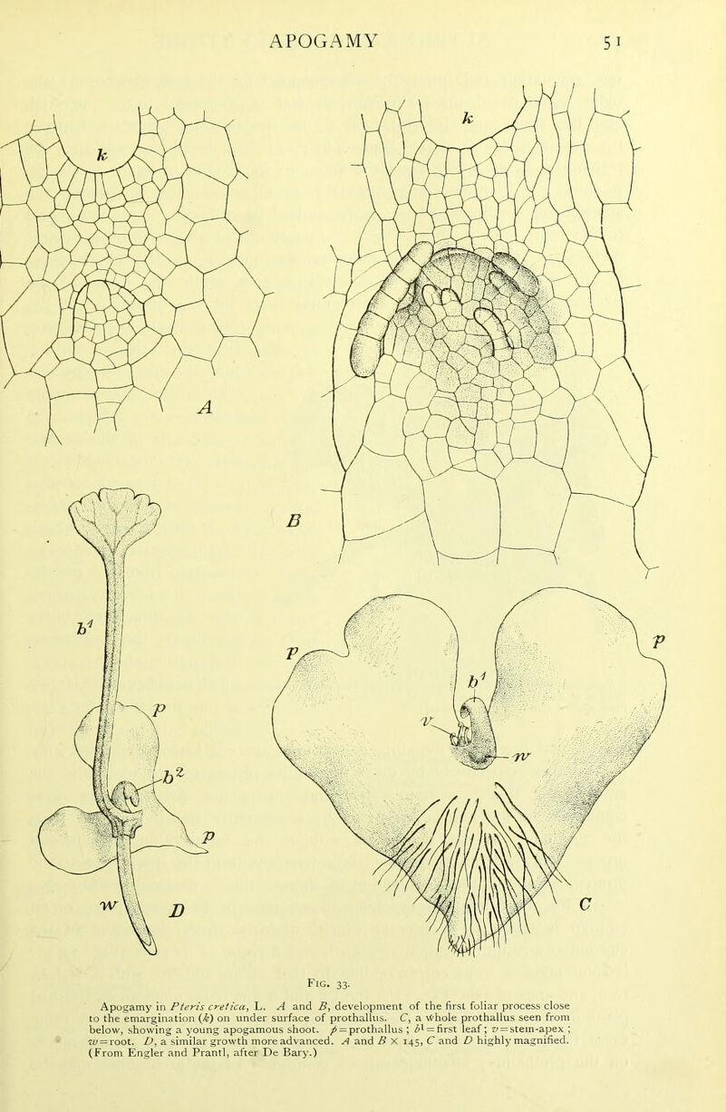 Fig. 33. Apogamy in Pteris creticci, L. A and B, development of the first foliar process close to the emargination (k) on under surface of prothallus. C, a vt'hole prothallus seen from below, showing a young apogamous shoot. /> = prothallus ; b^ = first leaf; v— stem-apex ; 7t; = root. D, a similar growth more advanced. A and B X 145, C and D highly magnified. (From Engler and Prantl, after De Bary.)