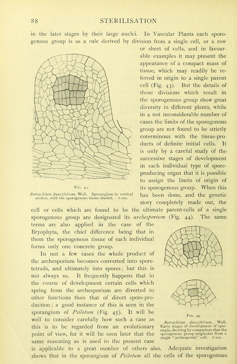 in the later stages by their large nuclei. In Vascular Plants each sporo- genous group is as a rule derived by division from a single cell, or a row or sheet of cells, and in favour- able examples it may present the appearance of a compact mass of tissue, which may readily be re- ferred in origin to a single parent cell (Fig. 43). But the details of those divisions which result in the sporogenous group show great diversity in different plants, while in a not inconsiderable number of cases the limits of the sporogenous group are not found to be strictly coterminous with the tissue-pro- ducts of definite initial cells. It is only by a careful study of the successive stages of development in each individual type of spore- producing organ that it is possible to assign the limits of origin of' its sporogenous group. When this has been done, and the genetic story completely made out, the cell or cells which are found to be the ultimate parent-cells of a single sporogenous group are designated its archesporium (Fig. 44). The same terms are also applied in the case of the Bryophyta, the chief difference being that in them the sporogenous tissue of each individual forms only one concrete group. In not a few cases the whole product of the archesporium becomes converted into spore- tetrads, and ultimately into spores ; but this is not always so. It frequently happens that in the course of development certain cells which spring from the archesporium are diverted to other functions than that of direct spore-pro- duction ; a good instance of this is seen in the sporangium of Psilotum (Fig. 45). It will be well to consider carefully how such a case as this is to be regarded from an evolutionary point of view, for it will be seen later that the same reasoning as is used in the present case is applicable to a great number of others also. Adequate investigation shows that in the sporangium of Psilotum all the cells of the sporogenous. Fig. 43. Botrychium daucifohum, Wall. Sporangium in vertical section, with the sporogenous tissue shaded. X200. Fig. 44. Botrychium daucifolium, Wall- Early stages of development of spor- angia, showing by comparison that the sporogenous group originates from a single “ archesporial” cell. X200.