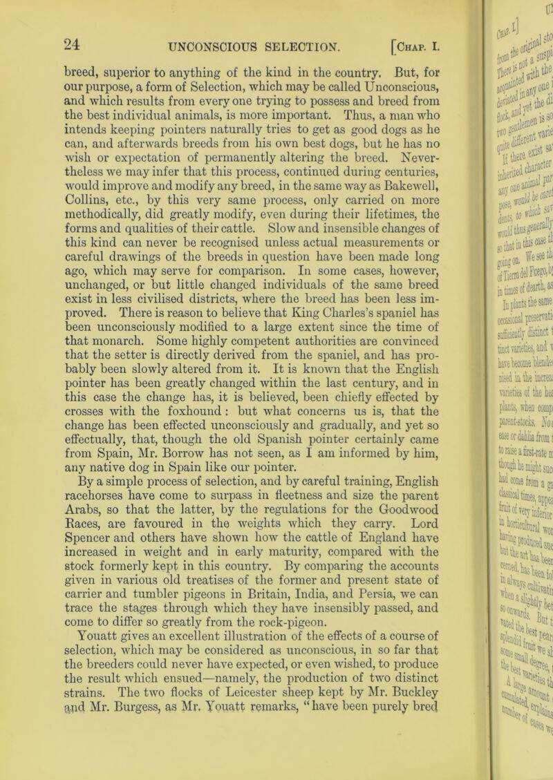 breed, superior to anything of the kind in the country. But, for our purpose, a form of Selection, which may be called Unconscious, and which results from every one trying to possess and breed from the best individual animals, is more important. Thus, a man who intends keeping pointers naturally tries to get as good dogs as he can, and afterwards breeds from his own best dogs, but he has no wish or expectation of permanently altering the breed. Never- theless we may infer that this process, continued during centuries, would improve and modify any breed, in the same way as Bakewell, Collins, etc., by this very same process, only carried on more methodically, did greatly modify, even during their lifetimes, the forms and qualities of their cattle. Slow and insensible changes of this kind can never be recognised unless actual measurements or careful drawings of the breeds in question have been made long ago, which may serve for comparison. In some cases, however, unchanged, or but little changed individuals of the same breed exist in less civilised districts, where the breed has been less im- proved. There is reason to believe that King Charles’s spaniel has been unconsciously modified to a large extent since the time of that monarch. Some highly competent authorities are convinced that the setter is directly derived from the spaniel, and has pro- bably been slowly altered from it. It is known that the English pointer has been greatly changed within the last century, and in this case the change has, it is believed, been chiefly effected by crosses with the foxhound : but what concerns us is, that the change has been effected unconsciously and gradually, and yet so effectually, that, though the old Spanish pointer certainly came from Spain, Mr. Borrow has not seen, as I am informed by him, any native dog in Spain like our pointer. By a simple process of selection, and by careful training, English racehorses have come to surpass in fleetness and size the parent Arabs, so that the latter, by the regulations for the Goodwood Races, are favoured in the weights which they carry. Lord Spencer and others have shown how the cattle of England have increased in weight and in early maturity, compared with the stock formerly kept in this country. By comparing the accounts given in various old treatises of the former and present state of carrier and tumbler pigeons in Britain, India, and Persia, we can trace the stages through which they have insensibly passed, and come to differ so greatly from the rock-pigeon. Youatt gives an excellent illustration of the effects of a course of selection, which may be considered as unconscious, in so far that the breeders could never have expected, or even wished, to produce the result which ensued—namely, the production of two distinct strains. The two flocks of Leicester sheep kept by Mr. Buckley and Mr. Burgess, as Mr. Youatt remarks, “have been purely bred