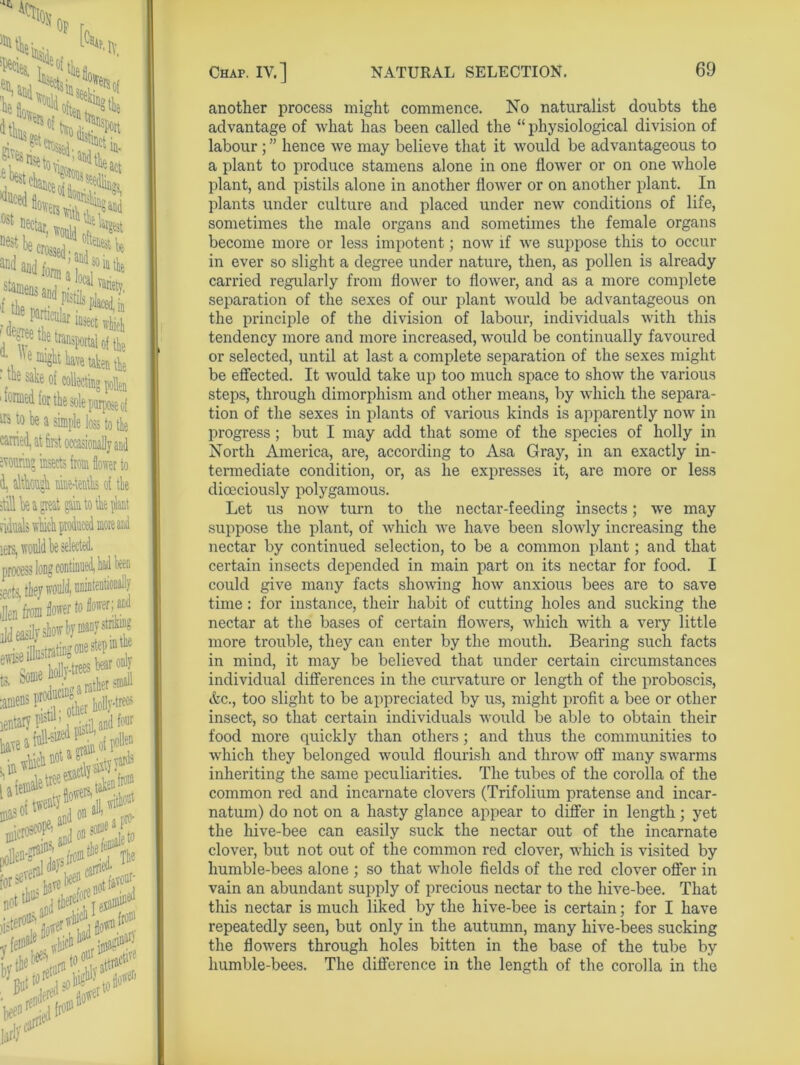 another process might commence. No naturalist doubts the advantage of what has been called the “ physiological division of labour ; ” hence we may believe that it would be advantageous to a plant to produce stamens alone in one flower or on one whole plant, and pistils alone in another flower or on another plant. In plants under culture and placed under new conditions of life, sometimes the male organs and sometimes the female organs become more or less impotent; now if we suppose this to occur in ever so slight a degree under nature, then, as pollen is already carried regularly from flower to flower, and as a more complete separation of the sexes of our plant would be advantageous on the principle of the division of labour, individuals with this tendency more and more increased, would be continually favoured or selected, until at last a complete separation of the sexes might be effected. It would take up too much space to show the various steps, through dimorphism and other means, by which the separa- tion of the sexes in plants of various kinds is apparently now in progress; but I may add that some of the species of holly in North America, are, according to Asa Gray, in an exactly in- termediate condition, or, as he expresses it, are more or less dioeciously polygamous. Let us now turn to the nectar-feeding insects; we may suppose the plant, of which we have been slowly increasing the nectar by continued selection, to be a common plant; and that certain insects depended in main part on its nectar for food. I could give many facts showing how anxious bees are to save time: for instance, their habit of cutting holes and sucking the nectar at the bases of certain flowers, which with a very little more trouble, they can enter by the mouth. Bearing such facts in mind, it may be believed that under certain circumstances individual differences in the curvature or length of the proboscis, «fec., too slight to be appreciated by us, might profit a bee or other insect, so that certain individuals would be able to obtain their food more quickly than others; and thus the communities to which they belonged would flourish and throw off many swarms inheriting the same peculiarities. The tubes of the corolla of the common red and incarnate clovers (Trifolium pratense and incar- natum) do not on a hasty glance appear to differ in length; yet the hive-bee can easily suck the nectar out of the incarnate clover, but not out of the common red clover, which is visited by humble-bees alone ; so that whole fields of the red clover offer in vain an abundant supply of precious nectar to the hive-bee. That this nectar is much liked by the hive-bee is certain; for I have repeatedly seen, but only in the autumn, many hive-bees sucking the flowers through holes bitten in the base of the tube by humble-bees. The difference in the length of the corolla in the