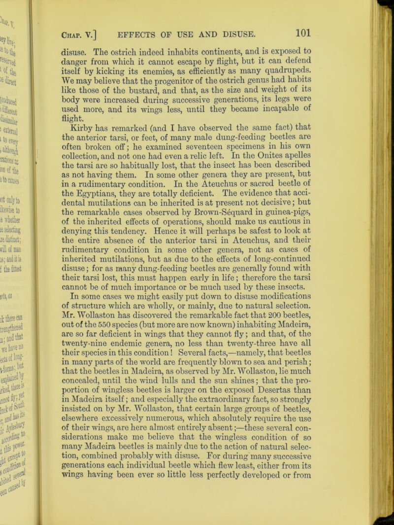 disuse. The ostrich indeed inhabits continents, and is exposed to danger from which it cannot escape by flight, but it can defend itself by kicking its enemies, as efficiently as many quadrupeds. We may believe that the progenitor of the ostrich genus had habits like those of the bustard, and that, as the size and weight of its body were increased during successive generations, its legs were used more, and its wings less, until they became incapable of flight. Kirby has remarked (and I have observed the same fact) that the anterior tarsi, or feet, of many male dung-feeding beetles are often broken off; he examined seventeen specimens in his own collection, and not one had even a relic left. In the Onites apelles the tarsi are so habitually lost, that the insect has been described as not having them. In some other genera they are present, but in a rudimentary condition. In the Ateuchus or sacred beetle of the Egyptians, they are totally deficient. The evidence that acci- dental mutilations can be inherited is at present not decisive; but the remarkable cases observed by Brown-Sequard in guinea-pigs, of the inherited effects of operations, should make us cautious in denying this tendency. Hence it will perhaps be safest to look at the entire absence of the anterior tarsi in Ateuchus, and their rudimentary condition in some other genera, not as cases of inherited mutilations, but as due to the effects of long-continued disuse; for as many dung-feeding beetles are generally found with their tarsi lost, this must happen early in life; therefore the tarsi cannot be of much importance or be much used by these insects. In some cases we might easily put down to disuse modifications of structure which are wholly, or mainly, due to natural selection. Mr. Wollaston has discovered the remarkable fact that 200 beetles, out of the 550 species (but more are now known) inhabiting Madeira, are so far deficient in wings that they cannot fly; and that, of the twenty-nine endemic genera, no less than twenty-three have all their species in this condition! Several facts,—namely, that beetles in many parts of the world are frequently blown to sea and perish; that the beetles in Madeira, as observed by Mr. Wollaston, lie much concealed, until the wind lulls and the sun shines; that the pro- portion of wingless beetles is larger on the exposed Desertas than in Madeira itself; and especially the extraordinary fact, so strongly insisted on by Mr. Wollaston, that certain large groups of beetles, elsewhere excessively numerous, which absolutely require the use of their wings, are here almost entirely absent;—these several con- siderations make me believe that the wingless condition of so many Madeira beetles is mainly due to the action of natural selec- tion, combined probably with disuse. For during many successive generations each individual beetle which flew least, either from its wings having been ever so little less perfectly developed or from