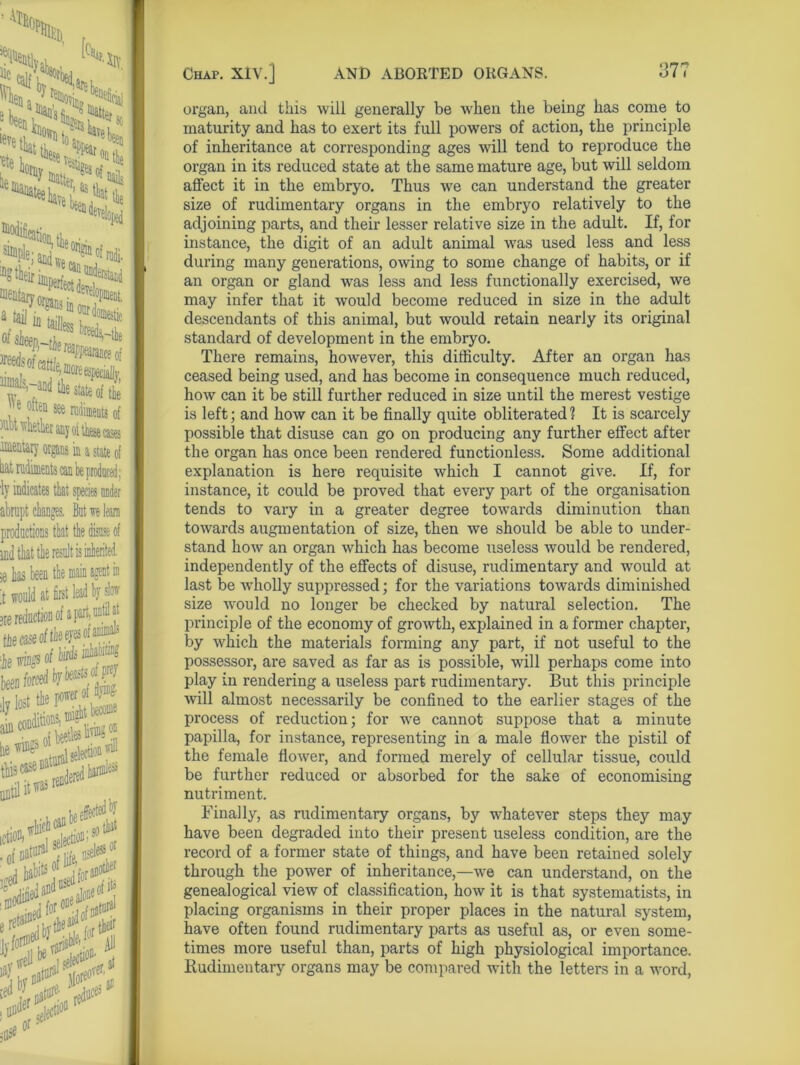 ■lmentary organs in a state of bt rudiments can be produced ; ly indicates that species under abrupt changes, But we learn productions that the disuse of #has been the main agent in it would at first lead by slow ere reduction of a [ tie case of the eyes o ;he wings of been tod1* nm tf-SSSfi organ, and this will generally be when the being has come to maturity and has to exert its full powers of action, the principle of inheritance at corresponding ages will tend to reproduce the organ in its reduced state at the same mature age, but will seldom affect it in the embryo. Thus we can understand the greater size of rudimentary organs in the embryo relatively to the adjoining parts, and their lesser relative size in the adult. If, for instance, the digit of an adult animal was used less and less during many generations, owing to some change of habits, or if an organ or gland was less and less functionally exercised, we may infer that it would become reduced in size in the adult descendants of this animal, but would retain nearly its original standard of development in the embryo. There remains, however, this difficulty. After an organ has ceased being used, and has become in consequence much reduced, how can it be still further reduced in size until the merest vestige is left; and how can it be finally quite obliterated? It is scarcely possible that disuse can go on producing any further effect after the organ has once been rendered functionless. Some additional explanation is here requisite which I cannot give. If, for instance, it could be proved that every part of the organisation tends to vary in a greater degree towards diminution than towards augmentation of size, then we should be able to under- stand how an organ which has become useless would be rendered, independently of the effects of disuse, rudimentary and would at last be wholly suppressed; for the variations towards diminished size would no longer be checked by natural selection. The principle of the economy of growth, explained in a former chapter, by which the materials forming any part, if not useful to the possessor, are saved as far as is possible, will perhaps come into play in rendering a useless part rudimentary. But this principle will almost necessarily be confined to the earlier stages of the process of reduction; for we cannot suppose that a minute papilla, for instance, representing in a male flower the pistil of the female flower, and formed merely of cellular tissue, could be further reduced or absorbed for the sake of economising nutriment. Finally, as rudimentary organs, by whatever steps they may have been degraded into their present useless condition, are the record of a former state of things, and have been retained solely through the power of inheritance,—we can understand, on the genealogical view of classification, how it is that systematists, in placing organisms in their proper places in the natural system, have often found rudimentary parts as useful as, or even some- times more useful than, parts of high physiological importance. Rudimentary organs may be compared with the letters in a word,