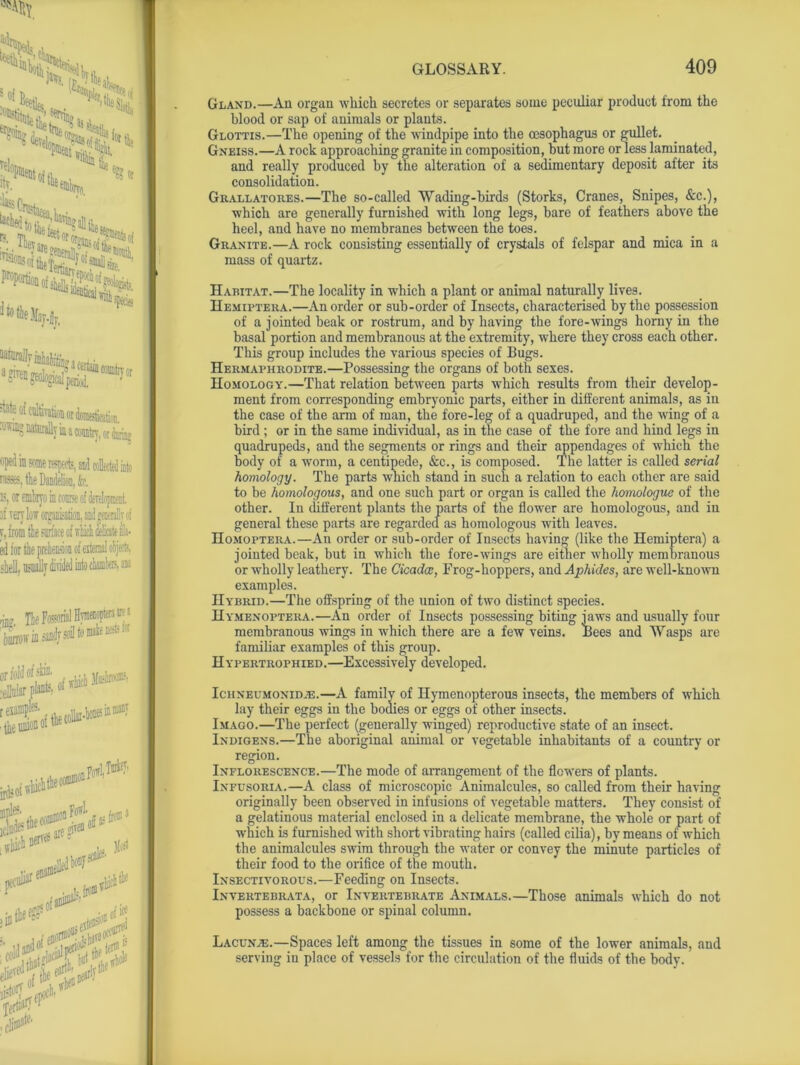 Gland.—An organ which secretes or separates some peculiar product from the blood or sap of animals or plants. Glottis.—The opening of the windpipe into the oesophagus or gullet. Gneiss.—A rock approaching granite in composition, but more or less laminated, and really produced by the alteration of a sedimentary deposit after its consolidation. Grallatores.—The so-called Wading-birds (Storks, Cranes, Snipes, &c.), which are generally furnished with long legs, bare of feathers above the heel, and have no membranes between the toes. Granite.—A rock consisting essentially of crystals of felspar and mica in a mass of quartz. Habitat.—The locality in which a plant or animal naturally lives. Hemiptera.—An order or sub-order of Insects, characterised by the possession of a jointed beak or rostrum, and by having the fore-wings horny in the basal portion and membranous at the extremity, where they cross each other. This group includes the various species of Bugs. Hermaphrodite.—Possessing the organs of both sexes. Homology.—That relation between parts which results from their develop- ment from corresponding embryonic parts, either in different animals, as in the case of the arm of man, the fore-leg of a quadruped, and the wing of a bird ; or in the same individual, as in the case of the fore and hind legs in quadrupeds, and the segments or rings and their appendages of which the body of a worm, a centipede, &c., is composed. The latter is called serial homology. The parts which stand in such a relation to each other are said to be homologous, and one such part or organ is called the homologue of the other. In different plants the parts of the flower are homologous, and in general these parts are regarded as homologous with leaves. Homoptera.—An order or sub-order of Insects having (like the Hemiptera) a jointed beak, but in which the fore-wings are either wholly membranous or wholly leathery. The Cicada;, Frog-hoppers, and Aphides, are well-known examples. Hybrid.—The offspring of the union of two distinct species. Hymenoptera.—An order of Insects possessing biting jaws and usually four membranous wings in which there are a few veins. Bees and Wasps are familiar examples of this group. Hypertrophied.—Excessively developed. Ichneumonidje.—A family of Hymenopterous insects, the members of which lay their eggs in the bodies or eggs of other insects. Imago.—The perfect (generally winged) reproductive state of an insect. Indigens.—The aboriginal animal or vegetable inhabitants of a country or region. Inflorescence.—The mode of arrangement of the flowers of plants. Infusoria.—A class of microscopic Animalcules, so called from their having originally been observed in infusions of vegetable matters. They consist of a gelatinous material enclosed in a delicate membrane, the whole or part of which is furnished with short vibrating hairs (called cilia), by means of which the animalcules swim through the water or convey the minute particles of their food to the orifice of the mouth. Insectivorous.—Feeding on Insects. Invertebrata, or Invertebrate Animals.—Those animals which do not possess a backbone or spinal column. Lacunae.—Spaces left among the tissues in some of the lower animals, and serving in place of vessels for the circulation of the fluids of the body.