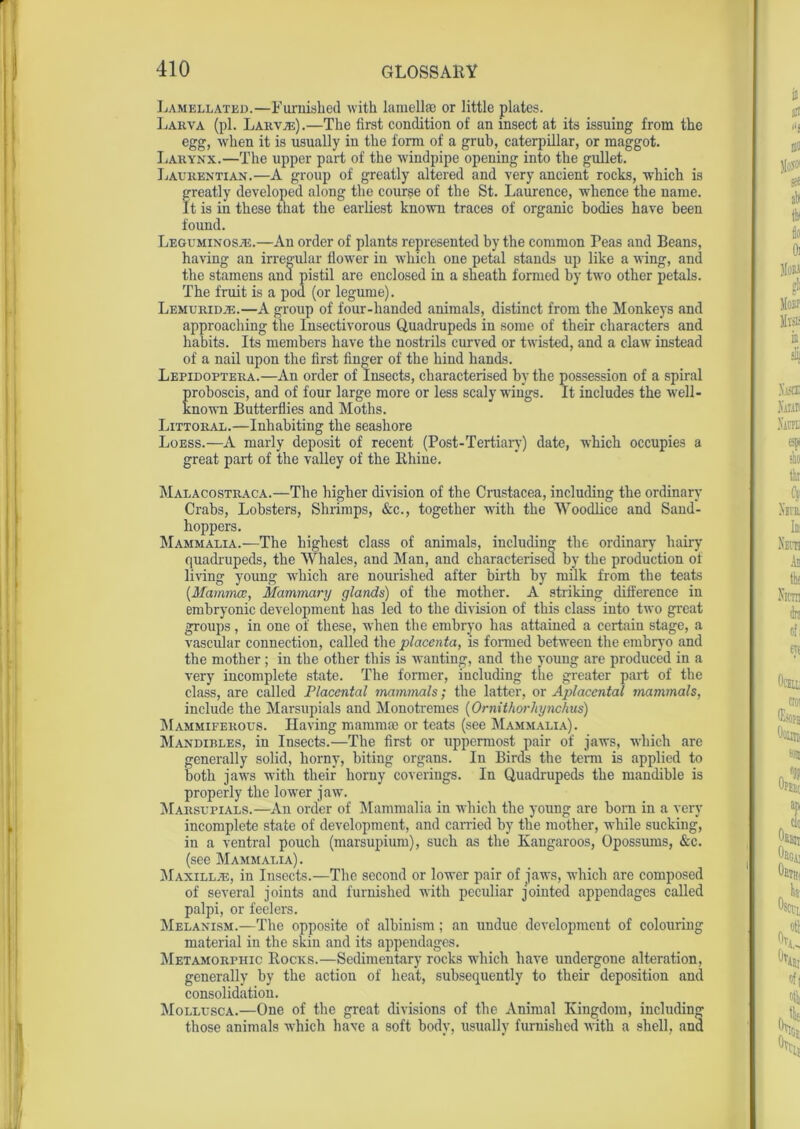 Lamellated.—Famished with lamellae or little plates. Larva (pi. Larva).—The first condition of an insect at its issuing from the egg, when it is usually in the form of a grub, caterpillar, or maggot. Larynx.—The upper part of the windpipe opening into the gullet. Laurentian.—A group of greatly altered and very ancient rocks, which is greatly developed along the course of the St. Laurence, whence the name. It is in these that the earliest known traces of organic bodies have been found. Leguminosje.—An order of plants represented by the common Peas and Beans, having an irregular flower in which one petal stands up like a wing, and the stamens ana pistil are enclosed in a sheath formed by two other petals. The fruit is a pod (or legume). L emu in i) a;.—A group of four-handed animals, distinct from the Monkeys and approaching the Insectivorous Quadrupeds in some of their characters and habits. Its members have the nostrils curved or twisted, and a claw instead of a nail upon the first finger of the hind hands. Lepidoptera.—An order of Insects, characterised by the possession of a spiral Eroboscis, and of four large more or less scaly wings. It includes the well- nown Butterflies and Moths. Littoral.—Inhabiting the seashore Loess.—A marly deposit of recent (Post-Tertiary) date, which occupies a great part of the valley of the Khine. Malacostraca.—The higher division of the Crustacea, including the ordinary Crabs, Lobsters, Shrimps, &c., together with the Woodlice and Sand- hoppers. Mammalia.—The highest class of animals, including the ordinary hairy quadrupeds, the Whales, and Man, and characterised by tbe production of living young which are nourished after birth by milk from the teats [Mamma:, Mammary glands) of the mother. A striking difference in embryonic development has led to the division of this class into two great groups, in one of these, when the embryo has attained a certain stage, a vascular connection, called the placenta, is formed between the embryo and the mother; in the other this is wanting, and the young are produced in a very incomplete state. The former, including the greater part of the class, are called Placental mammals; the latter, or Aplacental mammals, include the Marsupials and Monotremes (Ornithorhynchus) Mammiferous. Having mammae or teats (see Mammalia). Mandibles, in Insects.—The first or uppermost pair of jaws, which are generally solid, horny, biting organs. In Birds the term is applied to both jaws with their horny coverings. In Quadrupeds the mandible is properly the lower jaw. Marsupials.—An order of Mammalia in which the young are bom in a very incomplete state of development, and carried by the mother, while sucking, in a ventral pouch (marsupium), such as the Kangaroos, Opossums, &c. (see Mammalia). Maxilla:, in Iusects.—The second or lower pair of jaws, which are composed of several joints and furnished with peculiar jointed appendages called palpi, or feelers. Melanism.—The opposite of albinism; an undue development of colouring material in the skin and its appendages. Metamorphic Rocks.—Sedimentary rocks which have undergone alteration, generally by the action of heat, subsequently to their deposition and consolidation. Mollusca.—One of the great divisions of the Animal Kingdom, including those animals which have a soft body, usually furnished with a shell, and