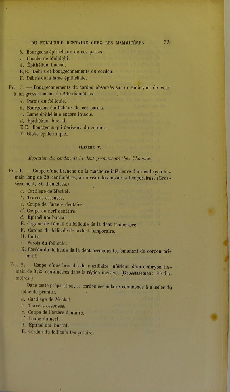 b. Bourgeons épithéliaux de ces parois. c. Couche de Malpighi. d. Épithélium buccal. E, E. Débris et bourgeonnements du cordon. F. Débris de la lame épithéliale. Fie 3. — Bourgeonnements du cordon observés sur un embryon de veau à un grossissement de 260 diamètres. a. Parois du follicule. b. Bourgeons épithéliaux de ces parois. c.  Lame épithéliale encore intacte. d. Épithélium buccal. E, E. Bourgeons qui dérivent du cordon. F. Globe épidermique. PLANCHE V. Évolution du cordon de la dent permanente chez l'homme. Fig. 1. — Coupe d'une branche de la mâchoire inférieure d'un embryon hu- main long de 20 centimètres, au niveau des molaires temporaires. (Gros- sissement, 80 diamètres.) a. Cartilage de Meckel. b. Travées osseuses. c. Coupe de l'artère dentaire, c'. Coupe du nerf dentaire. d. Épithélium buccal. E. Organe de l'émail du follicule de la dent temporaire. F. Cordon du follicule de la dent temporaire. H. Bulbe. I. Parois du follicule. K. Cordon du follicule de la dent permanente, émanant du cordon pri- mitif. Fig. 2. — Coupe d'une branche du maxillaire inférieur d'un embryon hu- main de 0,23 centimètres dans la région incisive. (Grossissement,'S0 dia- mètres. ) Dans cette préparation, le cordon secondaire commence à s'isoler du follicule primitif. a. Cartilage de Meckel. b. Travées osseuses. c. Coupe de l'artère dentaire. c'. Coupe du nerf. d. Épiihél ium buccal. E. Cordon du follicule temporaire.