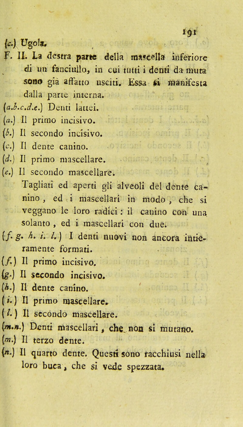 {c.) Ugola. f. II. La destra parte della raascella inferiorc di un fanciullo, in cui tutti i denti da muta sono gia affatto usciti. Essa $i iaanifesta dalla parte interna. [a.LcJ.e.] Deuti lattei. (/z.) II primo incisive. (^.) II secondo indsivo, {c.) II dente canino. {d.} II primo mascellare. [e.] II secondo mascellare. Tagliati ed aperti gli alveoli del dente ca- nino , ed i mascellari in modo , che si veggano ie loro radici: il canino con una, solanto , ed i mascellari con due. {/• g' ^* i» ^.) I denti nuovi non aneofa iiiti^- ramente formati. {/.) II primo incisivo. fe.) II secondo incisivo, (A.) II dente canino. (».) II primo mascellare* (/.) II secondo mascellare. [m,n.) Denti mascellari, che.non si mutano. [m.) II terzo dente. \^'] II quarto dente. Questi sono racchiusi nella loro buca , che si vede spezzata.