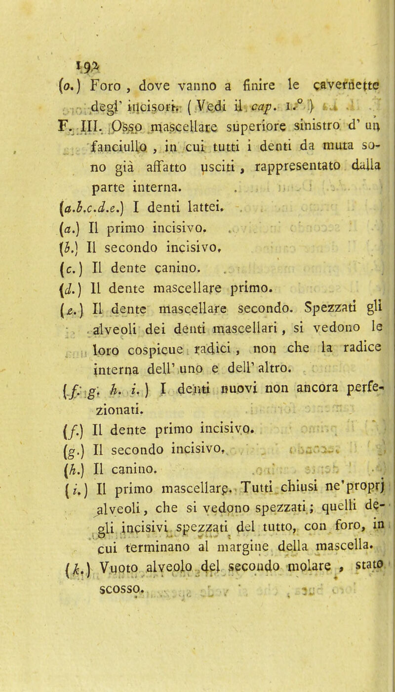 y9> (a.) Foro , dove vanno a finire le gavernette . ;., degj'ii1ci§ofh: (.Vfedi '^ncap, l/'I) i..^ F.j.JII. iP^AP niascellare siiperior.e simstra-d' ■fanciuUiQ , in cui tutti i denti da muta so- no gia affatto usciti, rappresentato dalla parte interna. (a.h.c.d.e.) I denti lattei. , (a.) II primo incisivo. II secondo incisivo, (c.) II dente canino, {d.) 11 dente mascellare primo. s (jg.) II dente iriascellare secondo. Spezzati gU • alveoli dei denti maseellari, si vedono le jM.,H,l<oro cospicue radici, non che la radice interna deir .unp e delP altro. Ifiig; h. i,] I deiiti nuovi non ancora perfe- zionati. (/.) II dente primo incisivo. (g.) II secondo incisivo, t ua-i^v {h.) II canino. :r;^h • •; (i,) II primo mascellarp..Tutti.chiusi ne'proprii ^Iveoli, che si vedono spezzati; quelli de-- gli infisivi spezzati d<^l tutto, con foro, in i cui terminano al margine della mascella. (i,,) Vuoto alveolo del secondo molare , stat^.' scosso.