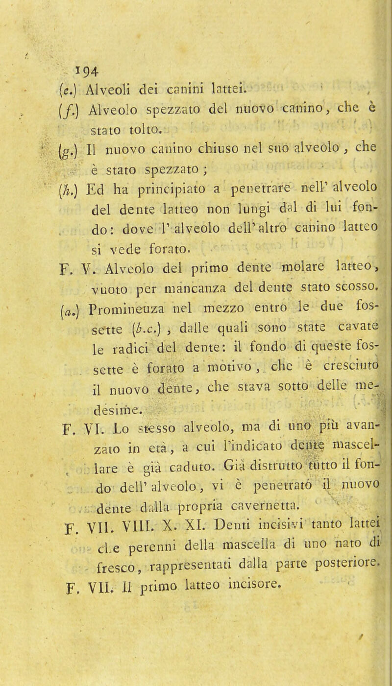 (e.) Alveoli dei canini lattei. (/.) Alveolo spezzato del nuovo canino, che e stato tolto. [g.) II nuovo caiiino chiuso nel suo alveolo , che e stato spezzato ; {h.) Ed ha principiato a penetrare nelP alveolo del dente latteo non lungi dal di lui fon- do: dove P'alveolo deiraltro canhio latteo si vede forato. F. V. Alveolo del primo dente mol.are latteo, vuoto per mancanza del dente stato scosso. (a.) Promineuza nel mezzo entro le due fos- sette [b.c] , dalle quali sono state cavate le radici del dente: il fondo di queste fosy sette e forato a motlvo , che e cresciuto il nuovo dente, che stava sotto delle nie- desime. F. Vr. lo stesso alveolo, ma di unp piii avan- zato in eta, a cui Tindicato dei«fi mascel- lare e gia caduto. Gia distruttoiitto il fon- do dell'alveolo, vi e penetrate il nuovo dente dalla propria cavernetta. Y. VII. Vlll. X. XI. Denti incisivi tanto lattei cle perenni della mascella di uno nato di fresco, rappresentati dalla parte posteriori F. Vli. li primo latteo incisore. /