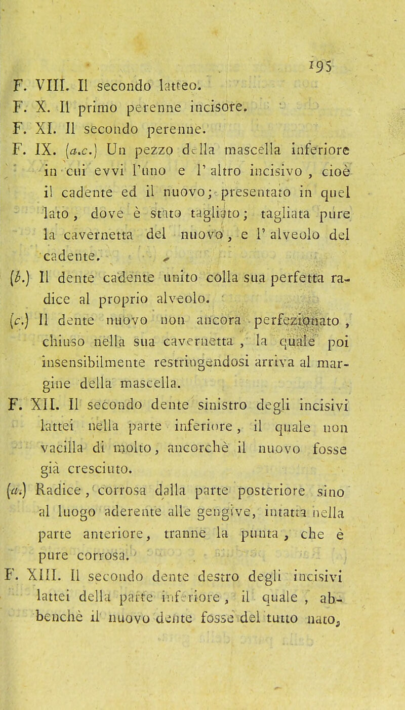 F. VIII. II secondo latteo. F. X. II primo perenne incisore. F. XI. II secondo perenne. F. IX. [a.c] Un pezzo ddla mascella inferiore in cui evvi Tuno e T altro incisivo , cioe il cadente ed il nuovo; presentato in quel lato , dove e stato tagliato; tagliata pure la cavernetta del nuo\^o, e 1'alveolo del cadente. ^ [h^ II dente cadente unito colla sua perfetta ra- dice al proprio alveolo. (c.) II dente nuOvo non ancora perfezi'Qnato/ chiuso nella sua cavernetta , la quale poi insensibilmente restringendosi arriva al mar- gine della mascella. F. XII. II secondo dente sinlstro degli incisivi lattei nella parte inferiore, il quale non vacilla di molto, ancorche il nuovo fosse gia cresciuto. [a^ Radice corrosa dalla parte posteriore sino al luogo aderente alle gengive, intatta nella parte anteriore, tranne la piinta , che e pure corrosa.^ F. XIII. II secondo dente destro degli incisivi lattei della parte inferiore , il quale , ab^ benche ii nuovo dente fosse del tutto iiato^