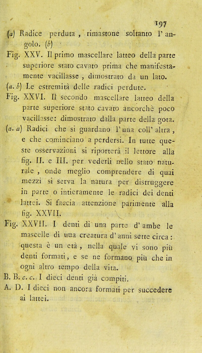 ■(a) Radice perduta , rimastone soltanto 1' an- golo. [Ir] ' Fig- XXV. II primo mascellare latteo deila parte superiore stato cavato prima che manifesta- mente vacillasse , dimostrato da un lato. {a. b) Le estremita delle radici perdute. Fig. XXVI. n secondo mascellare latteo della parte superiore stato cavato ancorche poco vacillasse: dimostrato daila parte della gota. (a. a] Radici che si guardano Tuna coir altra, e che cominciano a perdersi. In tutte que- ste osservazioni si riportera il lettore alia fig. II. e III. per vederli rrello stato natu- rale , onde meglio comprendere di quai mezzi si serva la natura per distruggere in parte o intieramente le radici dei denti lattei. Si faccia attenzione parimente alia fig. XXVII. Fig. XXVII. I denti di una parte d' ambe le mascelle di uua creatura d' anni sette circa : questa e un eta , nella quale vi sono piu denti formati, e se ne formano piu che in ogni alti'o tempo della vita. B. B. (T. c.,I dieci denti gia compiti. A. D. I dieci non ancora formati per succedere ai lattei.
