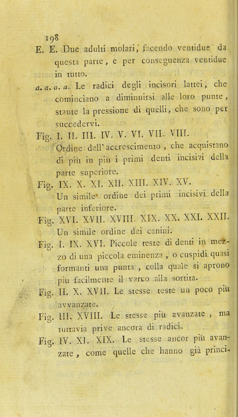 I9S E. E. Due adulti molari; facendo ventidue da questa parte, e per conseguenza ventidue in tiitto. a,a.a.a, LQ radici degli incisorl lattei, che cominciano a diminuirsi alle loro punte, stante la pressione di quelli, che souo per succedervi. Fig. L IL III. IV. V. VI. VII. VIIT. •' ' Ordine deir accrescimento , che acqiiistano di pih in piii i primi denti incisivi della parte superiore. Fig. IX. X. XI. XII. XIII. XIV. XV. Un simile' ordine dei priaii incisivi della parte inferiore. Fia. XVI. XVII. XVm. XIX. XX. XXI. xxil Un simile ordine dei canini. Fig. I. IX. XVI. Piccole teste di denti in mez- zo di una piccola eminenza , o cuspidi quasi formanti una punta , coUa quale si aprono piii facih-neilte il vareo alia sortita. Fio. II. X. XVll. Le stesse teste un poco piii avvanzate. Fig. ill, XVIII. le stesse piu avanzate , ma tuttavia prive ancora di radici. Fig. IV. XI. XIX. Le stesse ancor piii avan- zate , come quelle che hanno gia princi-