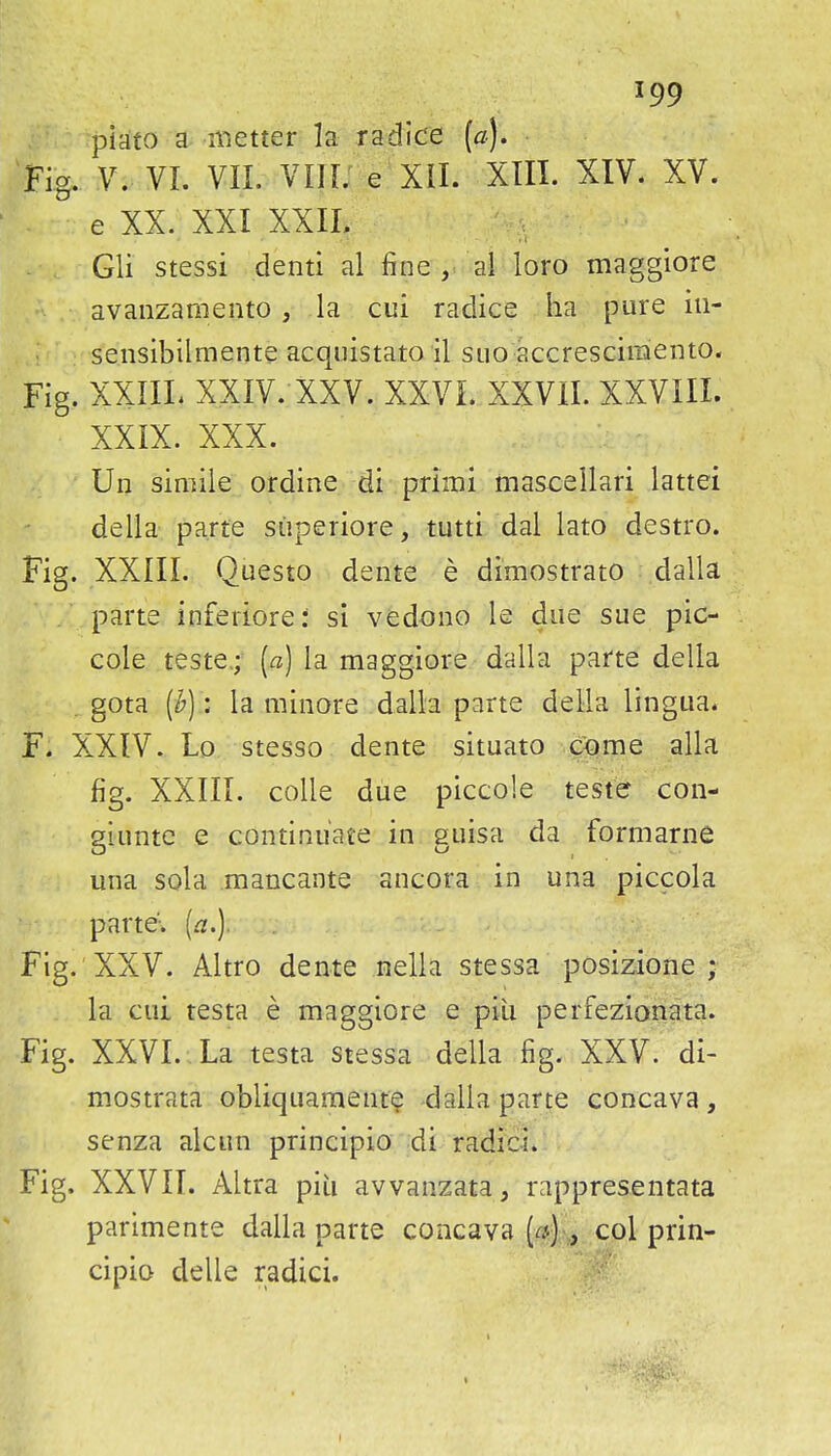 piato a metter la r a dice [a). Fig. V; VI. VIL VIIi; e Xil. XIIL XIV. XV. e XX. XXI XXIL Gli stessi denti al fine al loro maggiore avanzamento, la cui radice ha pure iii- sensibilmente acquistato il suo accrescimento. Fig. XXIIL XXIV. XXV. XXVL XXVII. XXVIII. XXIX. XXX. Un simiie ordine di primi mascellari lattei deila parte siiperiore, tutti dal lato destro. Fig. XXIII. Questo dente e dimostrato dalla parte inferiore: si vedono le due sue pic- cole teste,; [a] la maggiore dalla parte della . gota [h]: la minore dalla parte della lingua. r. XXIV. Lo stesso dente situato come alia fig. XXIII. coUe due piccole teste con- giuntc e continuate in guisa da formarne una sola mancante ancora in una piccola parte, (a.). Fig. XXV. Altro dente nella stessa posizione ; la cui testa e maggiore e pili perfezionata. Fig. XXVI. La testa stessa della fig. XXV. di- mostrata obliquament? dalla parte concava , senza alcun principia ;di radici. Fig. XXVII. Altra piu avvanzata, rappresentata parimente dalla parte concava (r*)col prin- cipio delle radici. I