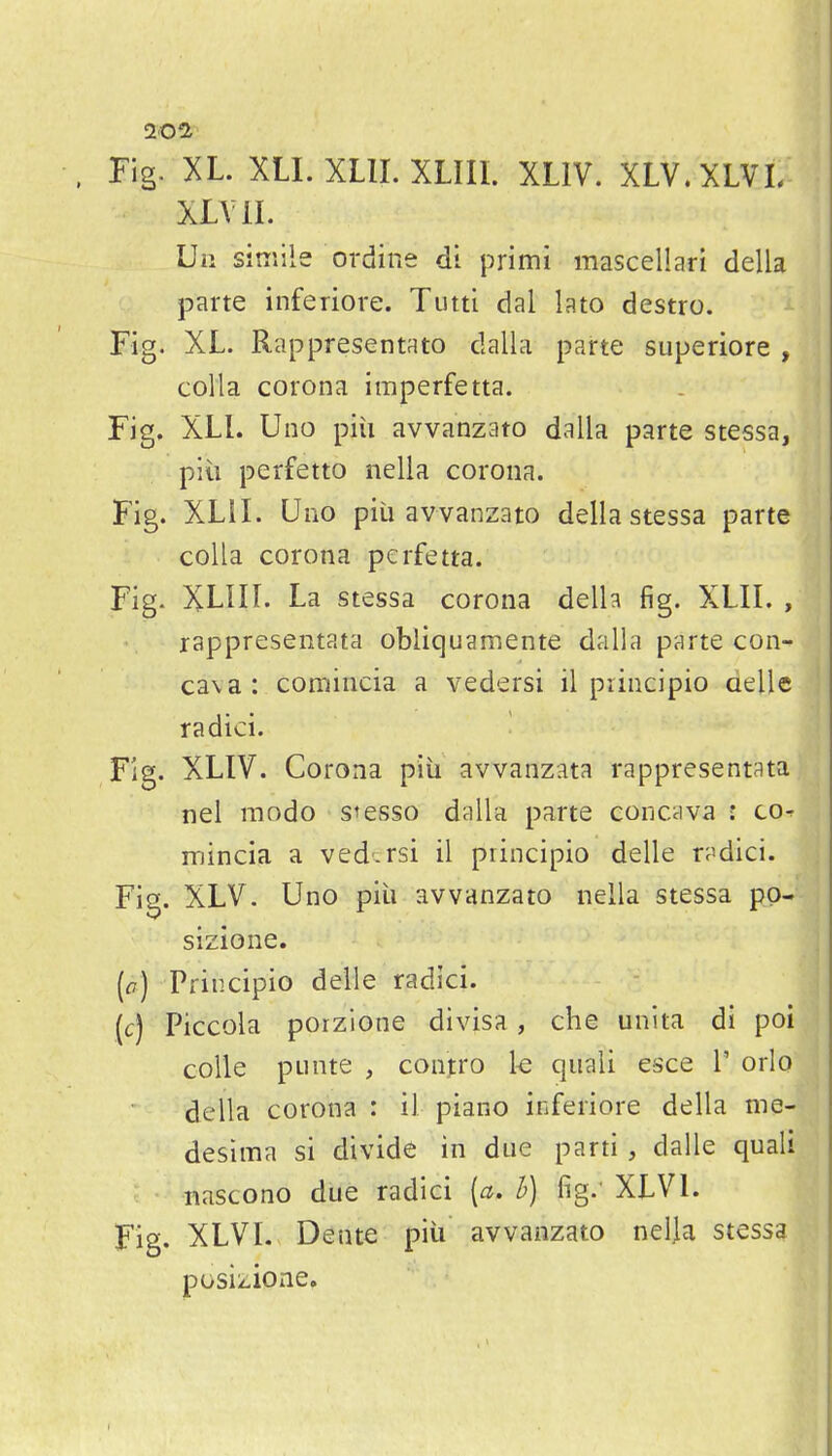 201 Fig. XL. XLI. XLII. XLIII. XLIV. XLV.XLVL XL VII. Uii simile ordine di primi mascellari della parte inferiore. Tutti dal lato destro. Fig. XL. Rappresentato dalla parte superiore , colla corona imperfetta. Fig. XLL Uno piii avvanzato dalla parte stessa, pill perfetto nella corona. Fig. XLiL Uno piu avvanzato della stessa parte colla corona perfetta. Fig. XLIII. La stessa corona delh fig. XLII. , rappresentata obliquamente dalla parte con- ca\a: comincia a vedersi il piincipio delle radici. Fig. XLIV. Corona piii avvanzata rappresentata nel modo s^esso dalla parte concava : co^ mincia a ved'-rsi il principio delle radici. Fig. XLV. Uno piii avvanzato nella stessa po- sizione. [o) Principio deile radici. (c) Piccola porzione divisa, che unita di poi coUe punte , contro k qiiali esce V orlo della corona : il piano inferiore della niq- desima si divide in due parti , dalle quali nascono due radici {a, h) fig.' XLVl. Fig. XLVL Dente piii avvanzato nelja stessa posizione.