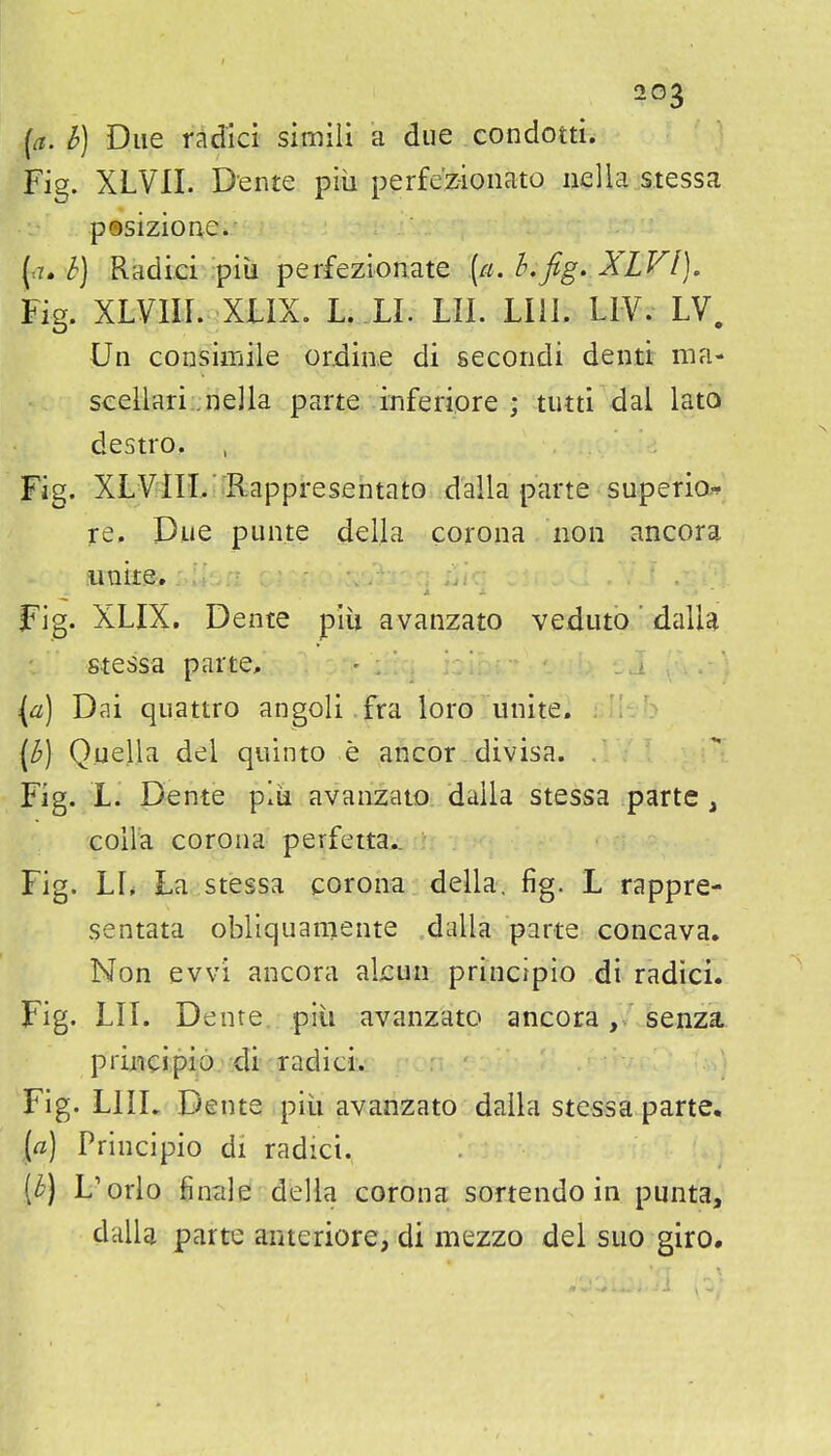 {a. h) Due radici simili a due condotti. Fi^. XLVII. Dente piii perfe'z-ionato iiella stessa pQsizione. [a, k) Radici pill perfezionate [a. h,fig. XLVl), Fig. XLVIII. XUX. L. LI. LII. LIII. LIV. LV. Un consimile ordiue di secoridi denti ma- sceilari .nella parte inferiore ; tutti dal lato destro. Fig. XLV^m.-Rappresentato dalla parte superio.-^ re. Due punte della corona non ancora iinire. Fig. XLIX. Dente piii avanzato veduto dalla stessa parte, - . (a) Dai quattro angoli .fra loro unite. [b] Quella del quinto e ancor divisa. Fig. L. Dente piii avanzato daila stessa parte, coila corona perfetta.. Fig. Lr, La stessa corona della, fig. L rappre- sentata obliquamente dalla parte concava. Non evvi ancora akun principio di radici. Fig. LII. Dente piii avanzato ancora, senza principiojLdi-.radici. Fig. LIIL Dente piii avanzato dalla stessa parte. la) Principio di radici. [b) L'orlo finale della corona sortendo in punta, dalU parte anteriore, di mezzo del sue giro.