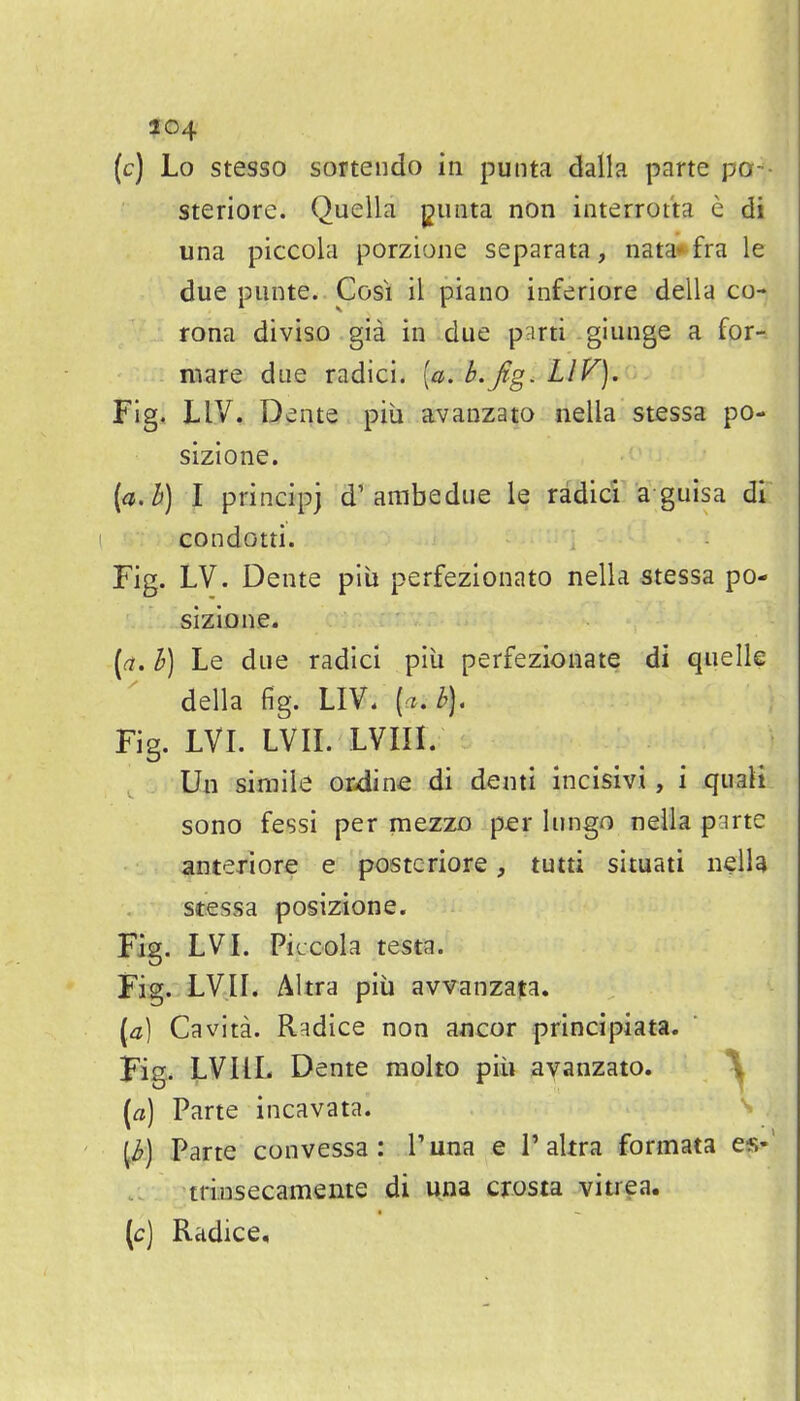 104 (c) Lo stesso sortendo in punta dalla parte pa-- steriore. Quella giuita non interrot'ta e di una piccola porzione separata, nata** fra le due punte. Cosi il piano inferiore della co- rona diviso gia in due parti g'unge a for- mare due radici. [a. b.fig. LlV). Fig. LIV. Dente piii avanzato nella stessa po- sizione. (a,h) I principj d'ambedue le radici a guisa di condotti. Fig. LV. Dente piii perfezionato nella stessa po- sizione* [a. h] Le due radici piii perfezionate di quelle ' della fig. LIV. [a.b]. Fig. LVL LVIL LVIII. Un simile or-dine di denti incisivi, i quali sono fessi per mezzo per lungn nella p:^rte anteriore e postcriore, tutti situati nella stessa posizione. Fig. LVL Piccola testa. Fig. LVIL Altra piii avvanza^a. [a] Cavita. Radice non ancor principiata. Hg. LVIIL Dente molto piii avanzato. [a] Parte incavata. [b] Parte convessa : Tuna e P altra formata es- triusecamente di una crosta vitrea. [c] Radice,