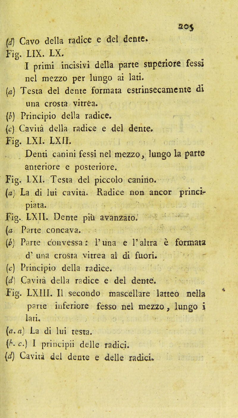 20$ {d] Cavo della radke e del dente. Fig. LIX. LX. I primi incisivi della parte superiore fessj nel mezzo per lungo ai lati. {a) Testa del dente formata estrinsecamcnte di una crosta vitrea. {h) Principio della radice. (c) Cavita della radice e del dente. Fig. LXI. LXfl. Denti canini fessi nel mezzo, lungo la parte anteriore e posteriore. Fig. LXI. Testa del piccolo canirio. {aJ La di lui cavita. Radice non ancor princi- piata. Fig.. LXn. Dente piii avanzato. (a Parte concava. (h) Parte convessa: I'una e Taltra e formata d' una crosta vitrea al di fuori. (c) Principio della radice. [d] Cavita della radice e del dente. Fig. LXIII. II secondo mascellare latteo nella pprte inferiore fesso nel mezzo, lungo \ lari. {a, a) La di lui testa. c.) I principii delle radici. (d) Cavita del dente e delle radici.