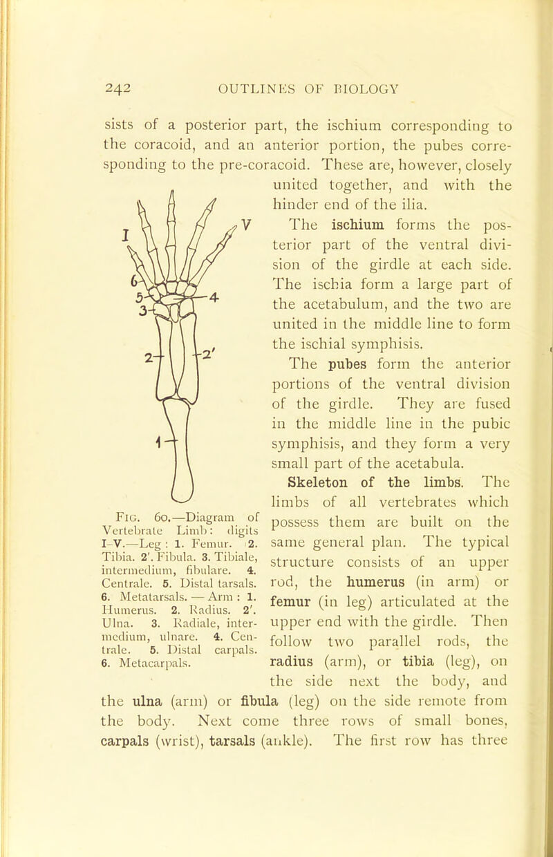 sists of a posterior part, the ischium corresponding to the coracoid, and an anterior portion, the pubes corre- sponding to the pre-coracoid. These are, however, closely united together, and with the hinder end of the ilia. The ischium forms the pos- terior part of the ventral divi- sion of the girdle at each side. The ischia form a large part of the acetabulum, and the two are united in the middle line to form the ischial symphisis. The pubes form the anterior portions of the ventral division of the girdle. They are fused in the middle line in the pubic symphisis, and they form a very small part of the acetabula. Skeleton of the limbs. The limbs of all vertebrates which Fig. 60.-Diagram of possess them are built on the same general plan. The typical structure consists of an upper rod, the humerus (in arm) or femur (in leg) articulated at the upper end with the girdle. Then follow two parallel rods, the radius (arm), or tibia (leg), on the side next the body, and the ulna (arm) or fibula (leg) on the side remote from the body. Next come three rows of small bones, carpals (wrist), tarsals (aukle). The first row has three Vertebrate Limb: digits I-V.—Leg : 1. Femur. 2. Tibia. 2'. Fibula. 3. Tibiale, intermedium, filndare. 4. Centrale. 5. Distal tarsals. 6. Metatarsals. — Arm : 1. Mumerus. 2. Radius. 2'. Ulna. 3. Kadiale, inter- medium, ulnare. 4. Cen- trale. 5. Distal carpals. 6. Metacarpals.