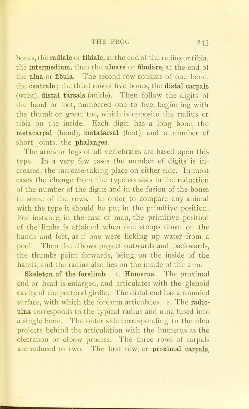 bones, the radiale or tibiale, at the end of the radius or tibia, the intermedium, then the ulnare or flbulare, at the end of the ulna or fibula. The second row consists of one bone, the centrale ; the third row of iive bones, the distal carpals (wrist), distal tarsals (ankle). Then follow the digits of the hand or foot, numbered one to five, beginning with the thumb or great toe, which is opposite the radius or tibia on the inside. Each digit has a long bone, the metacarpal (hand), metatarsal (foot), and a number of short joints, the phalanges. The arms or legs of all vertebrates are based upon this type. In a very few cases the number of digits is in- creased, the increase taking place on either side. In most cases the change from the type consists in the reduction of the number of the digits and in the fusion of the bones in some of the rows. In order to compare any animal with the type it should be put in the primitive position. For instance, in the case of man, the primitive position of the limbs is attained when one stoops down on the hands and feet, as if one were licking up water from a pool. Then the elbows project outwards and backwards, the thumbs point forwards, being on the inside of the hands, and the radius also lies on the inside of the arm. Skeleton of the forelimb. i. Humerus. The proximal end or head is enlarged, and articulates with the glenoid cavity of the pectoral girdle. The distal end has a rounded surface, with which the forearm articulates. 2. The radio- ulna corresponds to the typical radius and ulna fused into a single bone. The outer side corresponding to the ulna projects behind the articulation with the humerus as the olecranon or elbow process. The three rows of carpals are reduced to two. The first row, or proximal carpals,