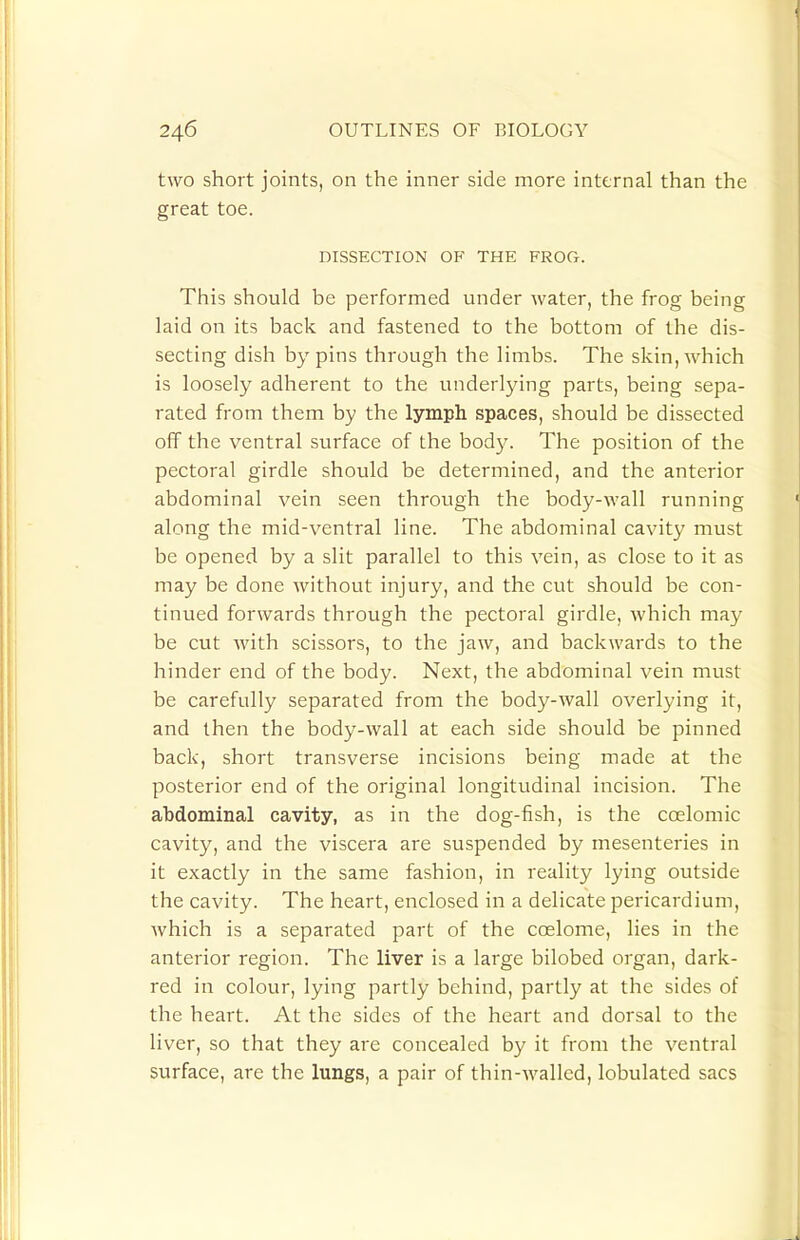 two short joints, on the inner side more internal than the great toe. DISSECTION OF THE FROG. This should be performed under water, the frog being laid on its back and fastened to the bottom of the dis- secting dish by pins through the limbs. The skin, which is loosely adherent to the underlying parts, being sepa- rated from them by the lymph spaces, should be dissected off the ventral surface of the body. The position of the pectoral girdle should be determined, and the anterior abdominal vein seen through the body-wall running along the mid-ventral line. The abdominal cavity must be opened by a slit parallel to this vein, as close to it as may be done without injury, and the cut should be con- tinued forwards through the pectoral girdle, which may be cut with scissors, to the jaw, and backwards to the hinder end of the body. Next, the abdominal vein must be carefully separated from the body-wall overlying it, and then the body-wall at each side should be pinned back, short transverse incisions being made at the posterior end of the original longitudinal incision. The abdominal cavity, as in the dog-fish, is the coelomic cavity, and the viscera are suspended by mesenteries in it exactly in the same fashion, in reality lying outside the cavity. The heart, enclosed in a delicate pericardium, which is a separated part of the coelome, lies in the anterior region. The liver is a large bilobed organ, dark- red in colour, lying partly behind, partly at the sides of the heart. At the sides of the heart and dorsal to the liver, so that they are concealed by it from the ventral surface, are the lungs, a pair of thin-walled, lobulated sacs