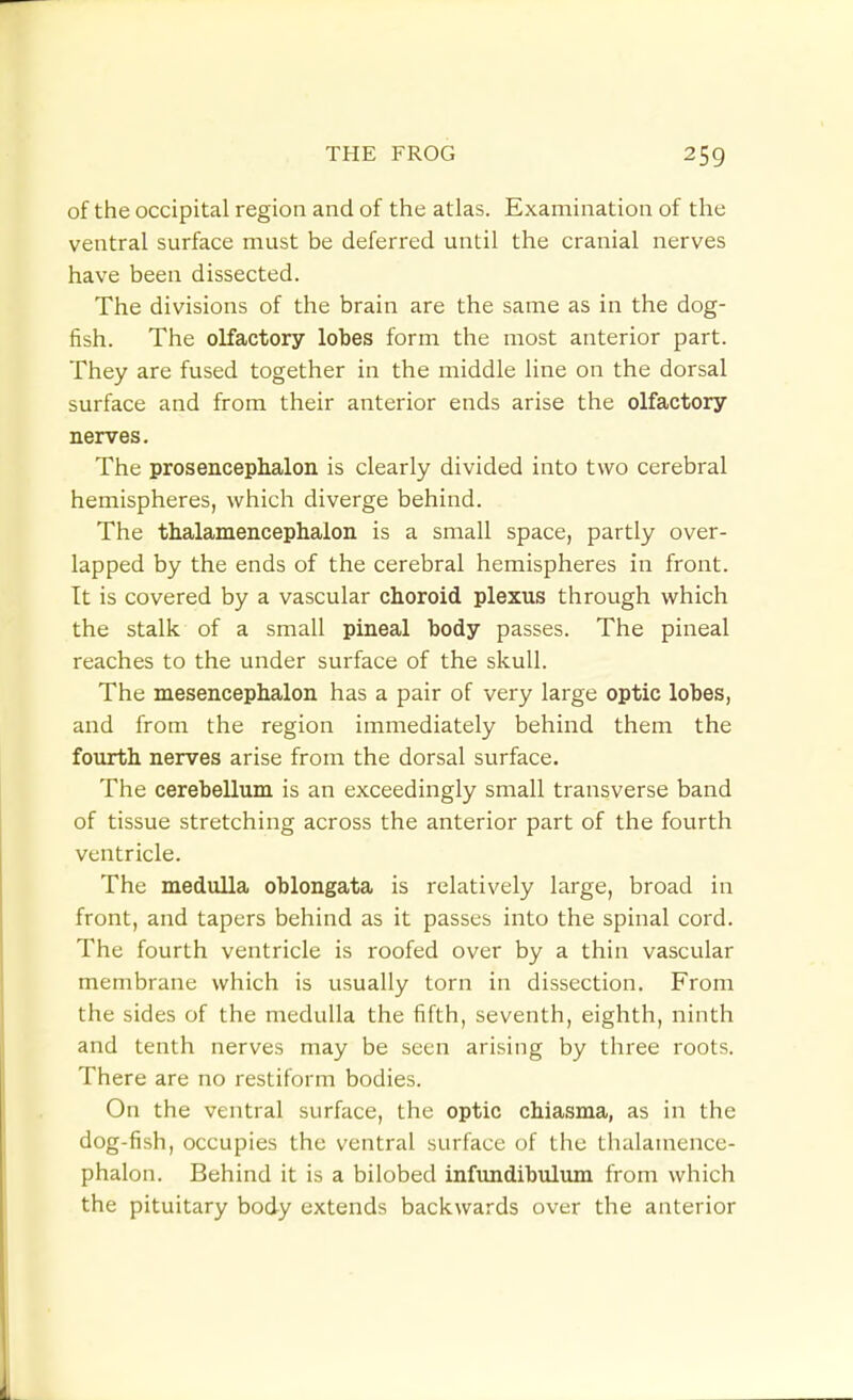 of the occipital region and of the atlas. Examination of the ventral surface must be deferred until the cranial nerves have been dissected. The divisions of the brain are the same as in the dog- fish. The olfactory lobes form the most anterior part. They are fused together in the middle line on the dorsal surface and from their anterior ends arise the olfactory nerves. The prosencephalon is clearly divided into two cerebral hemispheres, which diverge behind. The thalamencephalon is a small space, partly over- lapped by the ends of the cerebral hemispheres in front. It is covered by a vascular choroid plexus through which the stalk of a small pineal body passes. The pineal reaches to the under surface of the skull. The mesencephalon has a pair of very large optic lobes, and from the region immediately behind them the fourth nerves arise from the dorsal surface. The cerebellum is an exceedingly small transverse band of tissue stretching across the anterior part of the fourth ventricle. The medulla oblongata is relatively large, broad in front, and tapers behind as it passes into the spinal cord. The fourth ventricle is roofed over by a thin vascular membrane which is usually torn in dissection. From the sides of the medulla the fifth, seventh, eighth, ninth and tenth nerves may be seen arising by three roots. There are no restiform bodies. On the ventral surface, the optic chiasma, as in the dog-fish, occupies the ventral surface of the thalamence- phalon. Behind it is a bilobed infundibulum from which the pituitary body extends backwards over the anterior