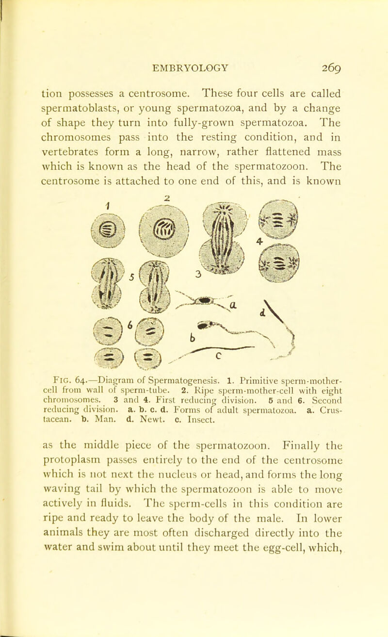 tion possesses a centrosome. These four cells are called spermatoblasts, or young spermatozoa, and by a change of shape they turn into fully-grown spermatozoa. The chromosomes pass into the resting condition, and in vertebrates form a long, narrow, rather flattened mass Avhich is known as the head of the spermatozoon. The centrosome is attached to one end of this, and is known Fig. 64.—Diagram of Spermatogenesis. 1. Primitive sperm-mother- cell from wall of s]3erm-tube. 2. Ripe sperm-mother-cell with eight chromosomes. 3 and 4. First reducing division. 5 and 6. Second reducing division, a. b. c. d. Forms of adult spermatozoa, a. Crus- tacean. To. Man. d. Newt. c. Insect. as the middle piece of the spermatozoon. Finally the protoplasm passes entirely to the end of the centrosome which is not next the nucleus or head, and forms the long waving tail by which the spermatozoon is able to move actively in fluids. The sperm-cells in this condition are ripe and ready to leave the body of the male. In lower animals they are most often discharged directly into the water and swim about until they meet the egg-cell, which,