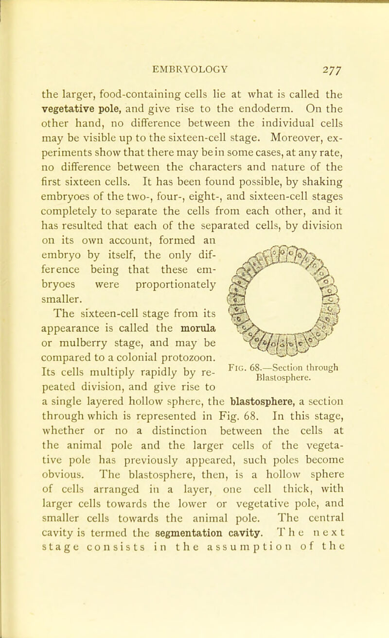 the larger, food-containing cells He at what is called the vegetative pole, and give rise to the endoderm. On the other hand, no difference between the individual cells may be visible up to the sixteen-cell stage. Moreover, ex- periments show that there may be in some cases, at any rate, no difference between the characters and nature of the first sixteen cells. It has been found possible, by shaking embryoes of the two-, four-, eight-, and sixteen-cell stages completely to separate the cells from each other, and it has resulted that each of the separated cells, by division on its own account, formed an embryo by itself, the only dif- ference being that these em- bryoes were proportionately smaller. The sixteen-cell stage from its appearance is called the morula or mulberry stage, and may be compared to a colonial protozoon. Its cells multiply rapidly by re- peated division, and give rise to a single layered hollow sphere, the blastosphere, a section through which is represented in Fig. 68. In this stage, whether or no a distinction between the cells at the animal pole and the larger cells of the vegeta- tive pole has previously appeared, such poles become obvious. The blastosphere, then, is a hollow sphere of cells arranged in a layer, one cell thick, with larger cells towards the lower or vegetative pole, and smaller cells towards the animal pole. The central cavity is termed the segmentation cavity. T he next stage consists in the assumption of the Fig. 68.—Section through Blastosphere.