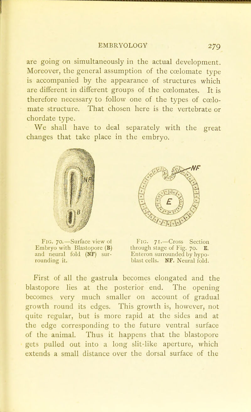 are going on simviltaneously in the actual development. Moreover, the general assumption of the coelomate type is accompanied by the appearance of structures which are different in different groups of the coelomates. It is therefore necessary to follow one of the types of ccelo- mate structure. That chosen here is the vertebrate or chordate type. We shall have to deal separately with the great changes that take place in the embryo. First of all the gastrula becomes elongated and the blastopore lies at the posterior end. The opening becomes very much smaller on account of gradual growth round its edges. This growth is, however, not quite regular, but is more rapid at the sides and at the edge corresponding to the future ventral surface of the animal. Thus it happens that the blastopore gets pulled out into a long slit-like aperture, which extends a small distance over the dorsal surface of the Fig. 70.—.Surface view o( Embryo with Blastopore (B) and neural fold (NF) sur- rounding it. Fig. 71.—Cross Section through stage of Fig. 70. E. Enteron surrounded by hypo- blast cells. NF. Neural fold.