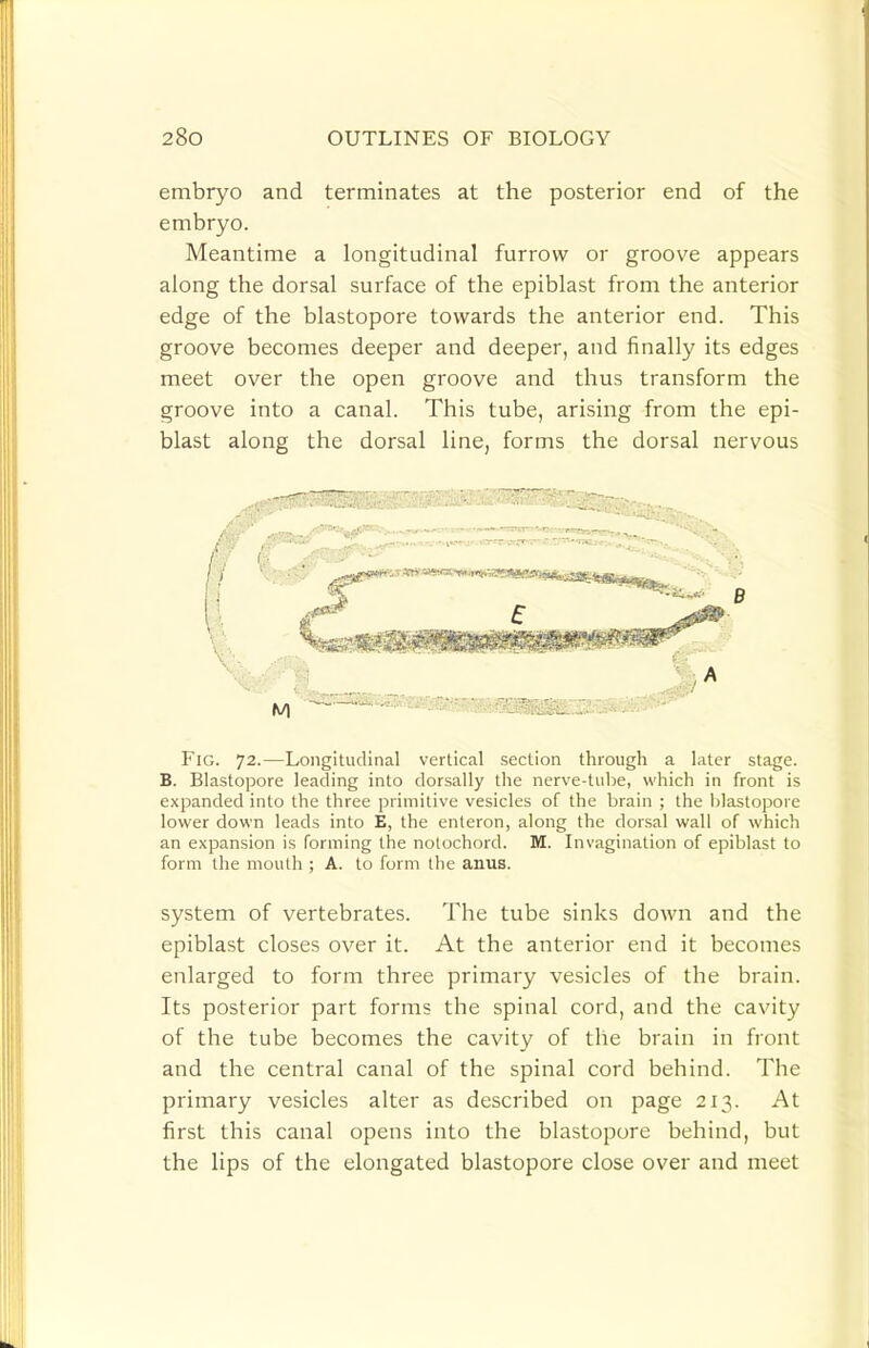 embryo and terminates at the posterior end of the embryo. Meantime a longitudinal furrow or groove appears along the dorsal surface of the epiblast from the anterior edge of the blastopore towards the anterior end. This groove becomes deeper and deeper, and finally its edges meet over the open groove and thus transform the groove into a canal. This tube, arising from the epi- blast along the dorsal line, forms the dorsal nervous Fig. 72.—Longitudinal vertical section through a later stage. B. Blastopore leading into dorsally the nerve-tube, which in front is expanded into the three primitive vesicles of the brain ; the blastopore lower down leads into E, the enleron, along the dorsal wall of which an expansion is forming the nolochord. M. Invagination of epiblast to form the mouth ; A. to form the anus. system of vertebrates. The tube sinks doAvn and the epiblast closes over it. At the anterior end it becomes enlarged to form three primary vesicles of the brain. Its posterior part forms the spinal cord, and the cavity of the tube becomes the cavity of the brain in front and the central canal of the spinal cord behind. The primary vesicles alter as described on page 213. At first this canal opens into the blastopore behind, but the lips of the elongated blastopore close over and meet