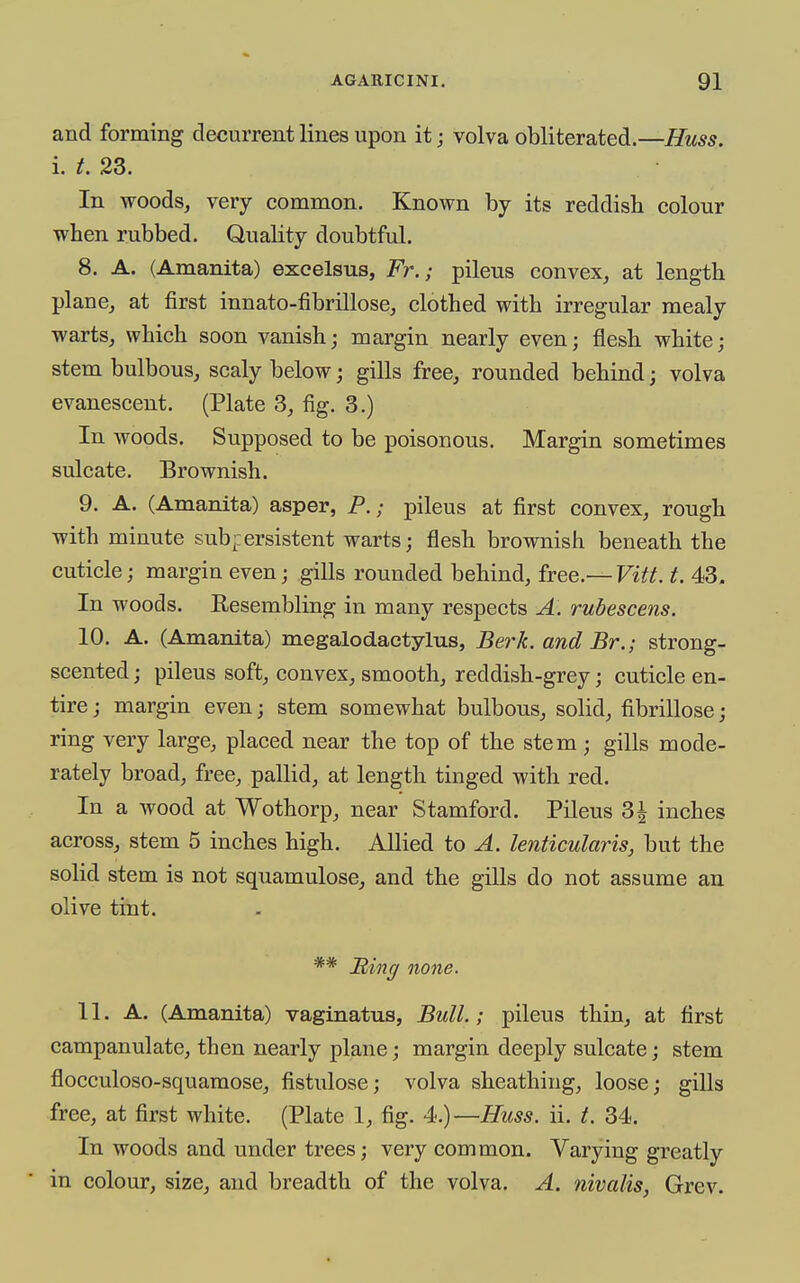 and forming decurrent lines upon it; volva obliterated.—Huss. i. t. 23. In woods, very common. Known by its reddish colour when rubbed. Quality doubtful. 8. A. (Amanita) exeelsus, Fr. ; pileus convex, at length plane, at first innato-fibrillose, clothed with irregular mealy warts, which soon vanish; margin nearly even; flesh white; stem bulbous, scaly below; gills free, rounded behind; volva evanescent. (Plate 3, fig. 3.) In woods. Supposed to be poisonous. Margin sometimes sulcate. Brownish. 9. A. (Amanita) asper, P.; pileus at first convex, rough with minute sub-iersistent warts; flesh brownish beneath the cuticle; margin even; gills rounded behind, free.— Vitt. t. 43. In woods. Resembling in many respects A. rubescens. 10. A. (Amanita) megalodaotylus, Berk, and Br.; strong- scented ; pileus soft, convex, smooth, reddish-grey; cuticle en- tire ; margin even; stem somewhat bulbous, solid, fibrillose; ring very large, placed near the top of the stem ; gills mode- rately broad, free, pallid, at length tinged with red. In a wood at Wothorp, near Stamford. Pileus 3^ inches across, stem 5 inches high. Allied to A. lenticularis, but the solid stem is not squamulose, and the gills do not assume an olive tint. ** Ring none. 11. A. (Amanita) vaginatus, Bull.; pileus thin, at first campanulate, then nearly plane; margin deeply sulcate; stem flocculoso-squamose, fistulose; volva sheathing, loose; gills free, at first white. (Plate 1, fig. 4.)—Huss. ii. t. 34. In woods and under trees; very common. Varying greatly in colour, size, and breadth of the volva. A. nivalis, Grev.