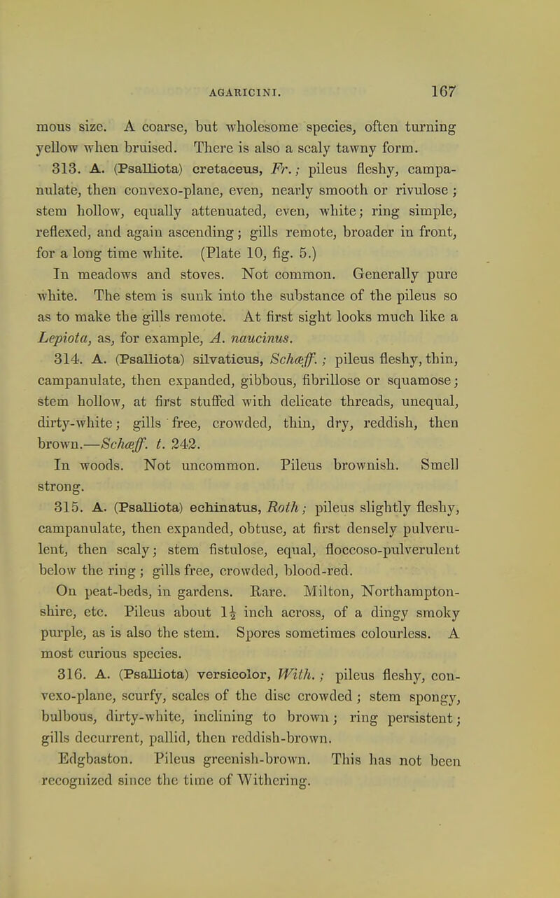 mous size, A coarse, but wholesome species, often turning yellow when bruised. There is also a scaly tawny form. 313. A. (Psalliota) cretaceus, Fr.; pileus fleshy, campa- nulate, then convexo-plane, even, nearly smooth or rivulose ; stem hollow, equally attenuated, even, white; ring simple, reflexed, and again ascending; gills remote, broader in front, for a long time white. (Plate 10, fig. 5.) In meadows and stoves. Not common. Generally pure white. The stem is sunk into the substance of the pileus so as to make the gills remote. At first sight looks much like a Lepiota, as, for example, A. naucinus. 314. A. (Psalliota) silvatieus, Schceff.; pileus fleshy, thin, campanulate, then expanded, gibbous, fibrillose or squamose; stem hollow, at first stuflcd with delicate threads, unequal, dirty-white; gills fi'ce, crowded, thin, dry, reddish, then hrown.—Schceff. t. 242. In woods. Not uncommon. Pileus brownish. Smell strong. 315. A. (Psalliota) echinatus, jRo/A; pileus slightly fleshy, campanulate, then expanded, obtuse, at first densely pulveru- lent, then scaly; stem fistulose, equal, floccoso-pulverulent below the ring ; gills free, crowded, blood-red. On peat-beds, in gardens. Rare. Milton, Northampton- shire, etc. Pileus about 1^ inch aci'oss, of a dingy smoky purple, as is also the stem. Spores sometimes colouiiess. A most curious species. 316. A. (Psalliota) versicolor, With.; pileus fleshy, con- vexo-plane, scurfy, scales of the disc crowded; stem spongy, bulbous, dirty-white, inclining to brown; ring persistent; gills decurrent, pallid, then reddish-brown. Edgbaston. Pileus greenish-brown. This has not been recognized since the time of Withering.