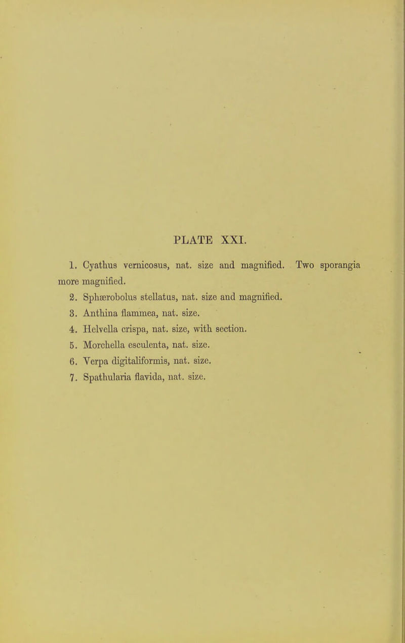 1. Cyathus vemicosus, nat. size and magnified. Two sporangia more magnified. 2. Sphserobolus stellatus, nat. size and magnified. 3. Anthina flammea, nat. size. 4. Helvella crispa, nat. size, with section. 5. Morchella esculenta, nat. size. 6. Verpa digitaliformis, nat. size. 7. Spathularia flavida, nat. size.
