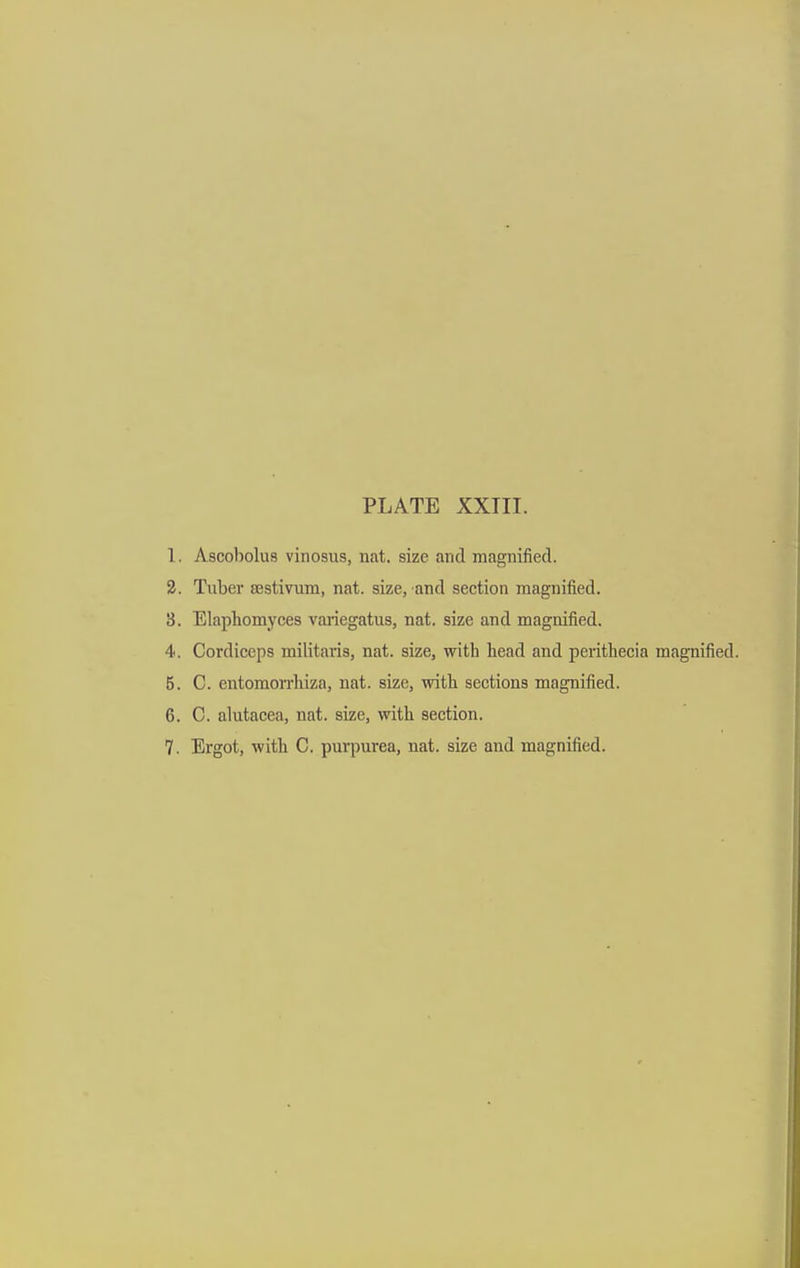1. Ascobolus vinosus, nat. size and magnified. 2. Tuber sestivum, nat. size, and section niagnifiied. 3. Elaphomyces variegatus, nat. size and magnified, 4. Cordiceps militaris, nat. size, with head and perithecia magnified. 5. C. entomorrhiza, nat. size, with sections magnified. 6. C. alutacea, nat. size, with section. 7. Ergot, with C. purpurea, nat. size and magnified.