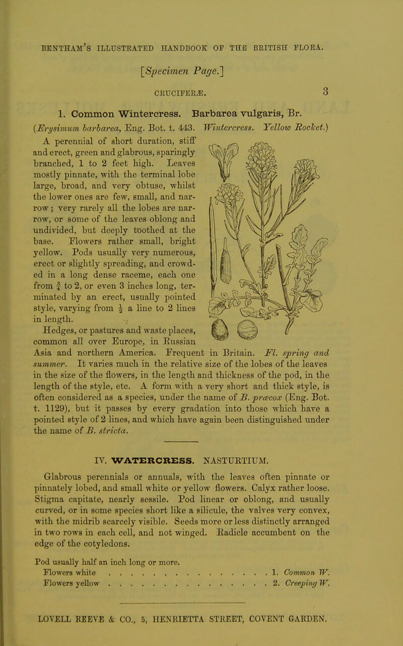 [Specimen Page.] CRUCIFERiE. 3 1. Common Wintercress. Barbarea vulgaris, Br. (Erysimum barharea. Eng. Bot. t. 443. Wintercress. Yellow BocJcet.) A perennial of short duration, stiff and erect, green and glabrous, sparingly branched, 1 to 2 feet high. Leaves mostly pinnate, with the terminal lobe large, broad, and very obtuse, whilst the lower ones are few, small, and nar- row ; very rarely all the lobes are nar- row, or some of the leaves oblong and undivided, but deeply toothed at the base. Flowers rather small, bi'ight yellow. Pods usually very numerous, erect or slightly spreading, and crowd- ed in a long dense raceme, each one from f to 2, or even 3 inches long, ter- minated by an erect, usually pointed style, varying from | a line to 2 lines in length. Hedges, or pastures and waste places, common aU over Europe, in Eussian Asia and northern America. Frequent in Britain. Fl. spring and summer. It varies much in the relative size of the lobes of the leaves in the size of the flowers, in the length and thickness of the pod, in the length of the style, etc. A form with a very short and thick style, is often considered as a species, under the name of B. prcEcox (Eng. Bot. t. 1129), but it passes by every gradation into those which have a pointed style of 2 lines, and which have again been distinguished under the name of B. stricta. IV. WATERCRESS. NASTURTIUM. Glabrous perennials or annuals, with the leaves often pinnate or pinnately lobed, and small white or yellow flowers. Calyx rather loose. Stigma capitate, nearly sessile. Pod linear or oblong, and usually curved, or in some species short like a silicule, the valves very convex, with the midrib scarcely visible. Seeds more or less distinctly arranged in two rows in each cell, and not winged. Radicle accumbent on the edge of the cotyledons. Pod usually half an inch long or more. Flowers white 1. Common W. Flowers yellow 2. Creeping W.