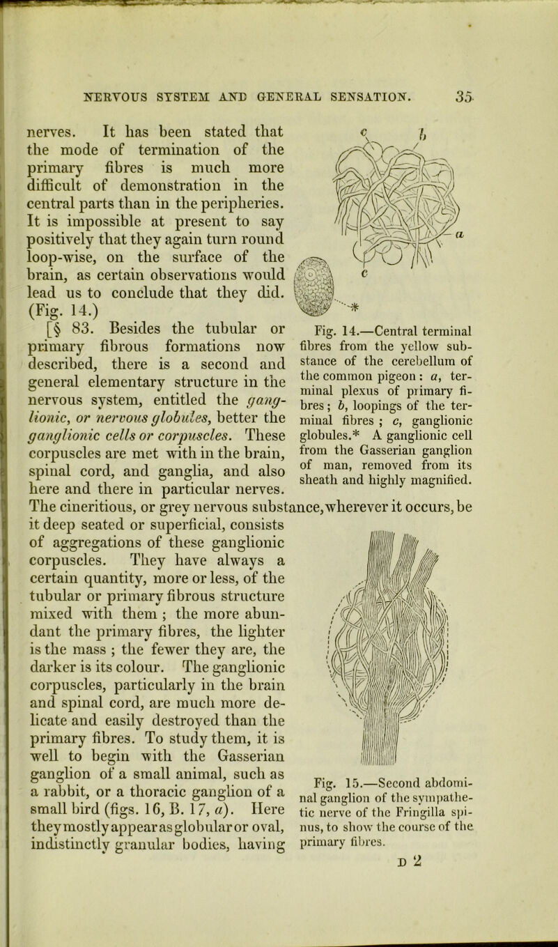 Fig. 14.—Central terminal fibres from the yellow sub- stance of the cerebellum of the common pigeon : o, ter- minal plexus of primary fi- bres ; h, loopings of the ter- minal fibres ; c, ganglionic globules.* A ganglionic cell nerves. It has been stated that the mode of termination of the primary fibres is much more difficult of demonstration in the central parts than in the peripheries. It is impossible at present to say positively that they again turn round loop-wise, on the surface of the brain, as certain observations would lead us to conclude that they did. (Fig. 14.) [§ 83. Besides the tubular or primary fibrous formations now described, there is a second and general elementary structure in the nervous system, entitled the gang- lionic, or nervous globules, better the ganglionic cells or corpuscles. These corpuscles are met with in the brain, Gasserian ganglion spinal cord, and gangUa, and also °l here and there in particular nerves. ° ° The cineritious, or grey nervous substance, wherever it occurs, be it deep seated or superficial, consists of aggregations of these ganglionic corpuscles. They have always a certain quantity, more or less, of the tubular or primary fibrous structure mixed with them ; the more abun- dant the primary fibres, the lighter is the mass ; the fewer they are, the darker is its colour. The ganglionic corpuscles, particularly in the brain and spinal cord, are much more de- licate and easily destroyed than the primary fibres. To study them, it is well to begin with the Gasserian eano-hon of a small animal, such as ^ „ , , , • ° . V ^ Fig. 15.—Second abclomi- a rabbit, or a thoracic ganghon of a j,,,. sy,„,,athe- small bird (figs. 16, B. 1 /, «). Here tic nerve of tbe Fringilla spi- theymostly appear as globular or oval, nus, to show tbe course of tbe indistinctly granular bodies, having primary fibres. D 2