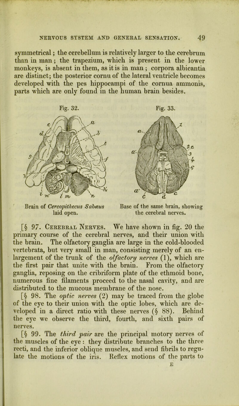 symmetrical; the cerebellum is relatively larger to the cerebrum than in man; the trapezium, which is present in the lower monkeys, is absent in them, as it is in man ; corpora albicantia are distinct; the posterior cornu of the lateral ventricle becomes developed with the pes hippocampi of the cornua ammonis, parts which are only found in the human brain besides. Fig. 32. Fig. 33. Brain of Cercopithecus Sabeeus laid open. Base of the same brain, showing the cerebral nerves. [§ 97. Ceeebeal Neeves. We have shown in fig. 20 the primary course of the cerebral nerves, and their union with the brain. The olfactory gangha are large in the cold-blooded vertebrata, but very small in man, consisting merely of an en- largement of the trunk of the olfactory nerves (1), which are the first pair that unite with the brain. From the olfactory gangha, reposing on the cribriform plate of the ethmoid bone, numerous fine filaments proceed to the nasal cavity, and are distributed to the mucous membrane of the nose. [§ 98. The oytic nerves (2) may be traced from the globe of the eye to their union with the optic lobes, which are de- veloped in a direct ratio with these nerves (§ 88). Behind the eye we observe the third, fourth, and sixth pairs of nerves. [§ 99. The third pair are the principal motory nerves of the muscles of the eye : they distribute branches to the three recti, and the inferior oblique muscles, and send fibrils to regu- late the motions of the iris. Reflex motions of the parts to E