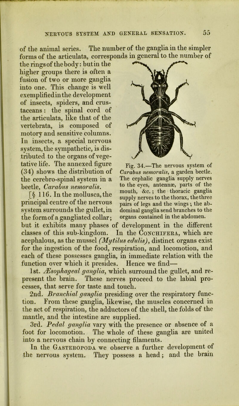 of tlie animal series. The number of the ganglia in the simpler forms of the articulata, corresponds in general to the number of the rings of thebody: butin the higher groups there is often a fusion of two or more ganglia into one. This change is well exemphfiedinthe development of insects, spiders, and crus- taceans : the spinal cord of the articulata, like that of the vertebrata, is composed of motory and sensitive columns. In insects, a special nervous system, the sympathetic, is dis- tributed to the organs of vege- tative hfe. The annexed figure (34) shows the distribution of the cerebro-spinal system in a beetle, Carabus nemoralis. [§ 116. In the moUusca, the principal centre of the nervous system surrounds the gullet, in the form of a gangliated collar; but it exhibits many phases of development in the different classes of this sub-kingdom. In the Conchifera, which are acephalous, as the mussel (Mytilus edulis), distinct organs exist for the ingestion of the food, respiration, and locomotion, and each of these possesses gangha, in immediate relation with the function over which it presides. Hence we find— 1st. Msophageal ganglia, which surround the gullet, and re- present the brain. These nerves proceed to the labial pro- cesses, that serve for taste and touch. 2nd. Branchial ganglia presiding over the respiratory func- tion. From these gangha, likewise, the muscles concerned in the act of respiration, the adductors of the shell, the folds of the mantle, and the intestine are supplied. 3rd. Pedal ganglia vary with the presence or absence of a foot for locomotion. The whole of these gangha are united into a nervous chain by connecting filaments. In the Gasteropoda we observe a further development of the nervous system. They possess a head; and the brain Fig. 34.—The nervous system of Carabus nemoralis, a garden beetle. The cephaUc gangha supply nerves to the eyes, antennae, parts of the mouth, &c.; the thoracic gangha supply nerves to the thorax, the three pairs of legs and the wings ; the ab- dominal gangha send branches to the organs contained in the abdomen.